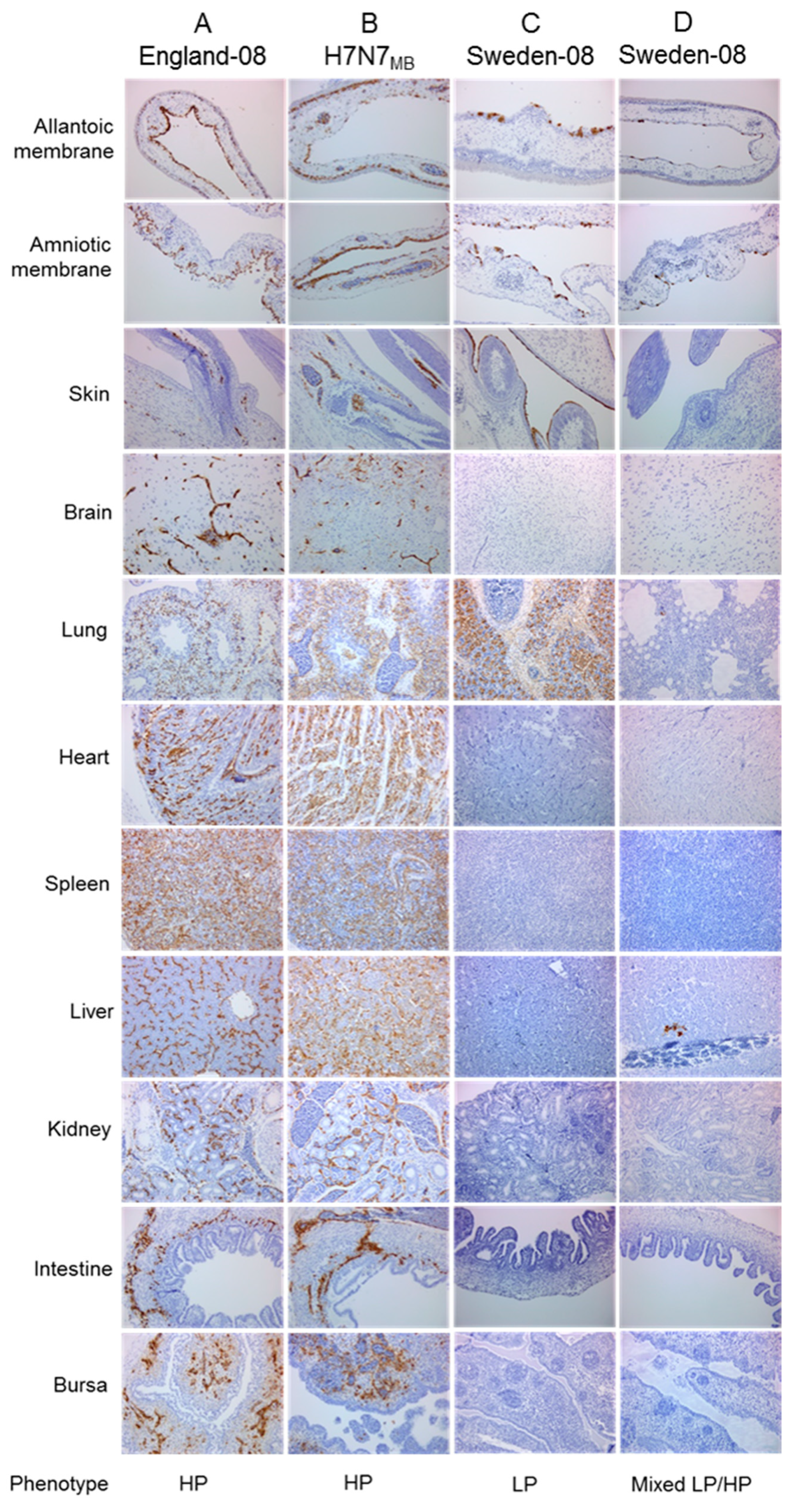 Viruses 12 00920 g003 Viruses 12 00920 g003