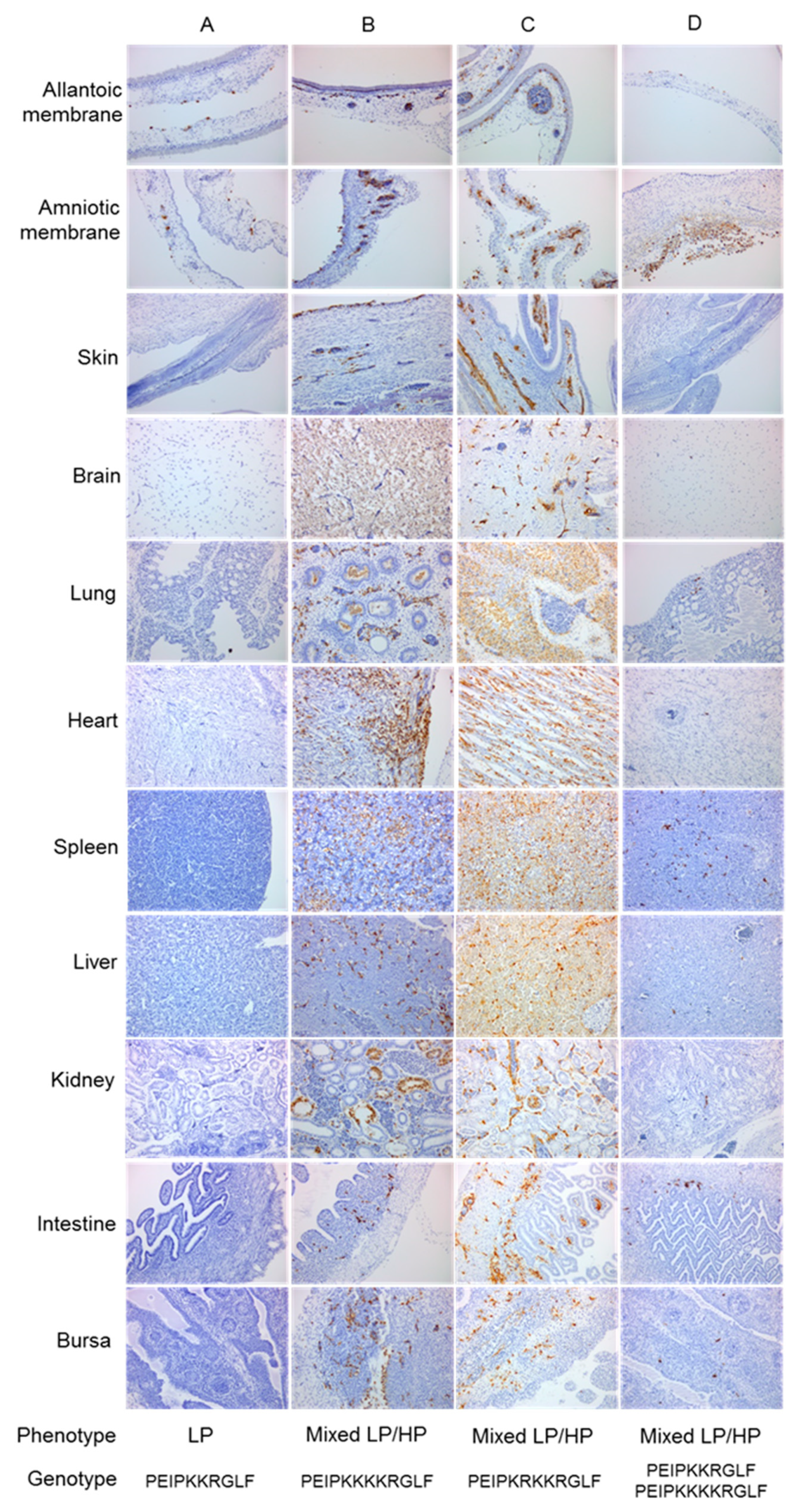 Viruses 12 00920 g004 Viruses 12 00920 g004