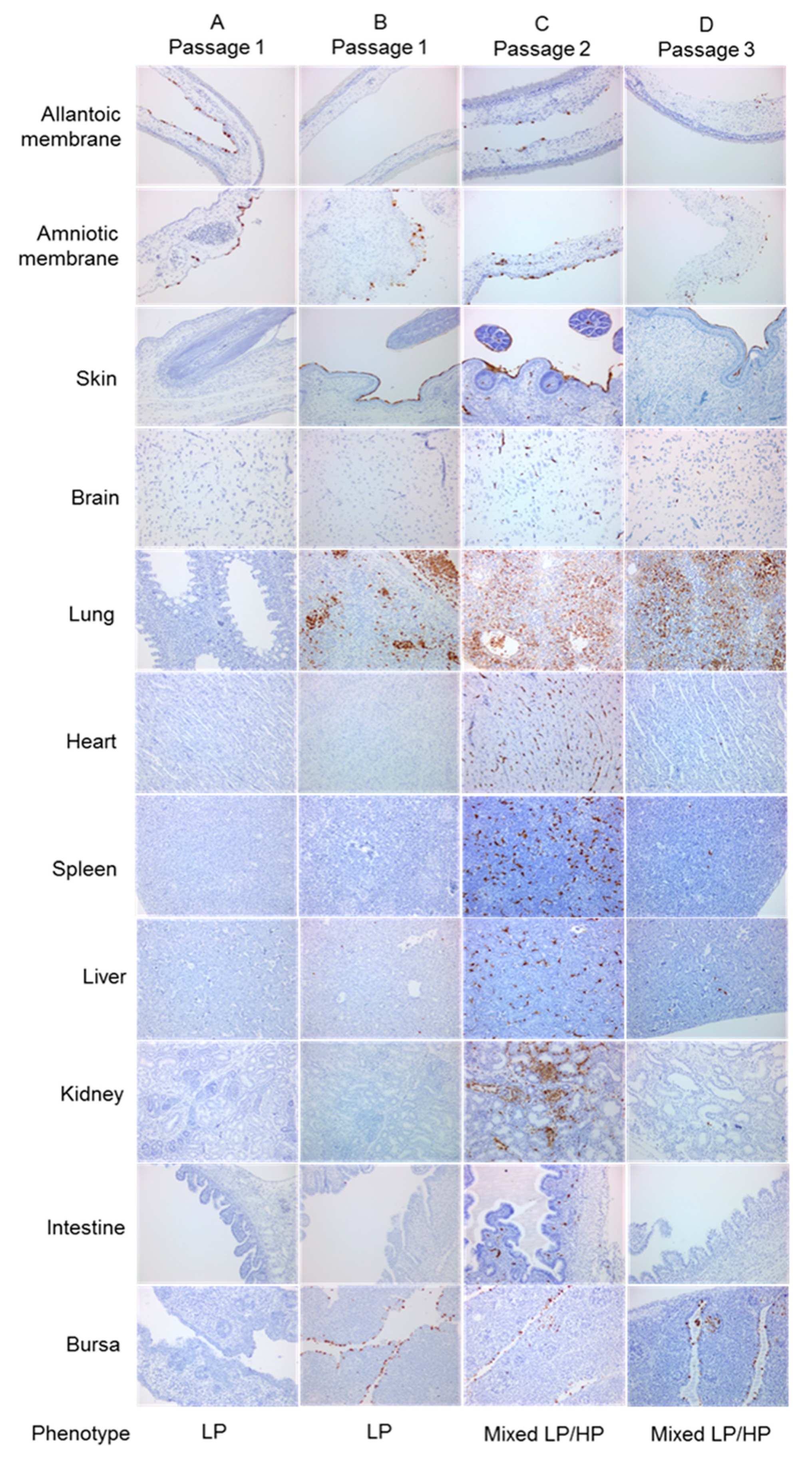 Viruses 12 00920 g007 Viruses 12 00920 g007