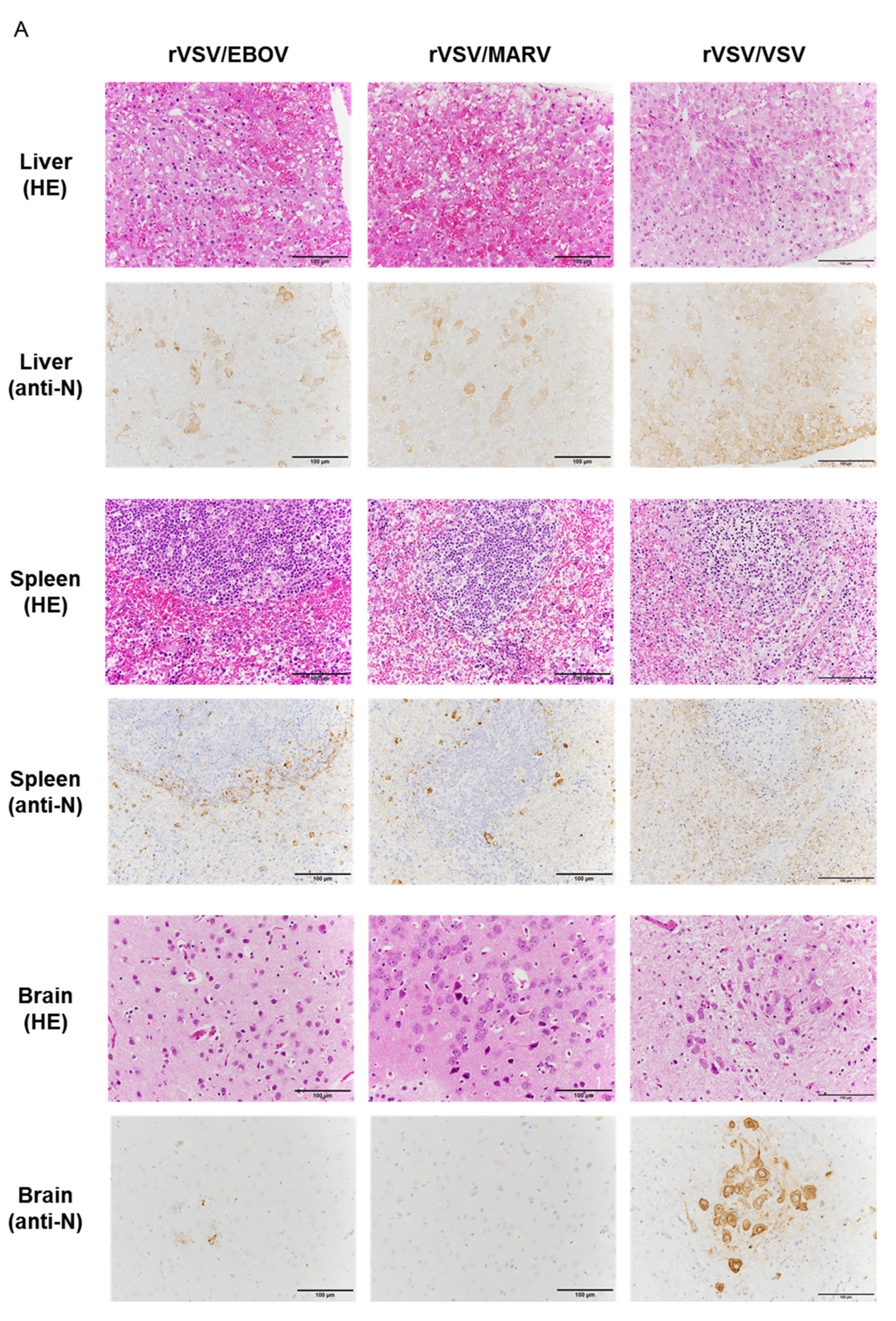 Viruses 12 00923 g004a Viruses 12 00923 g004a