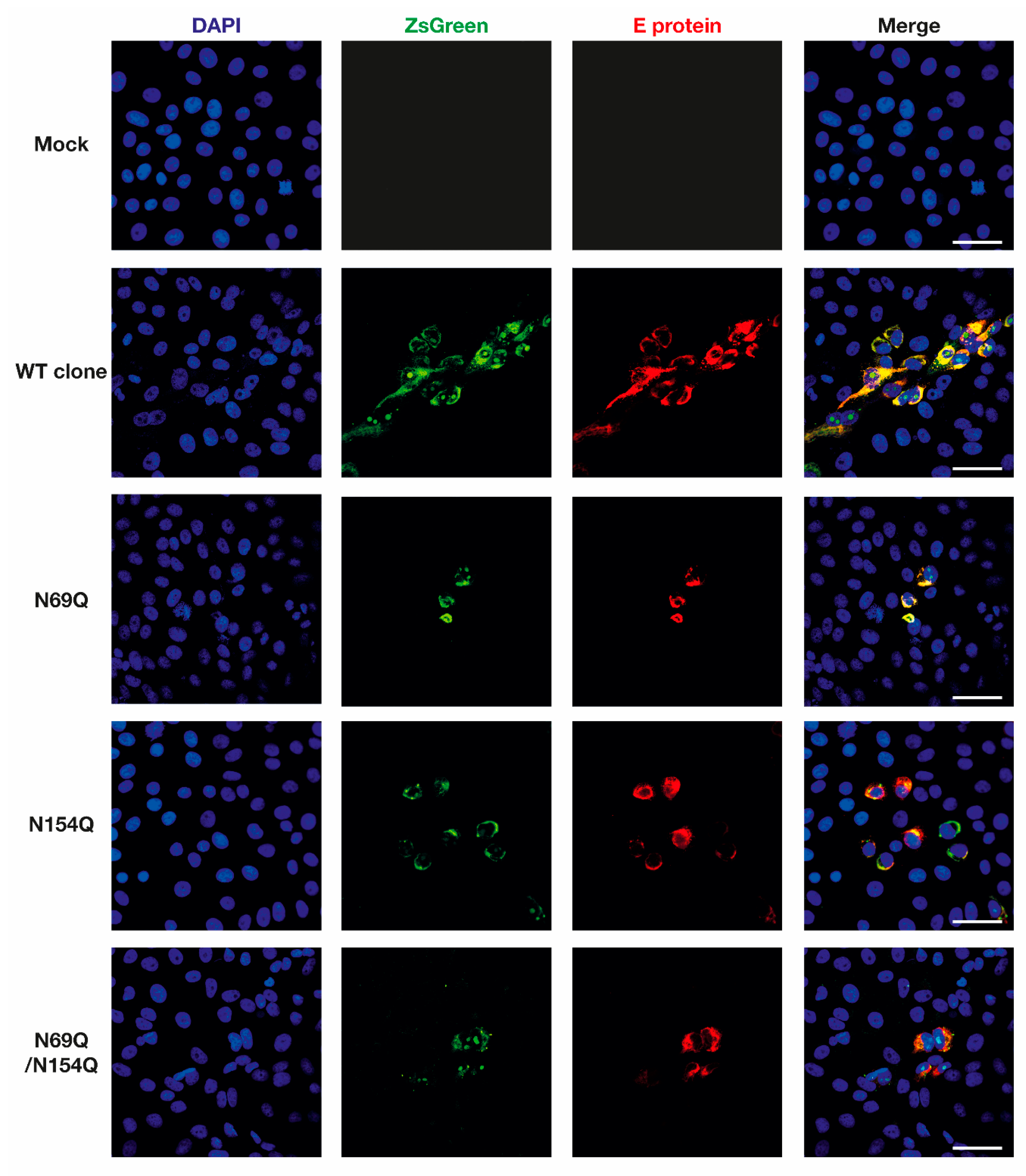 Viruses 12 00925 g002 Viruses 12 00925 g002