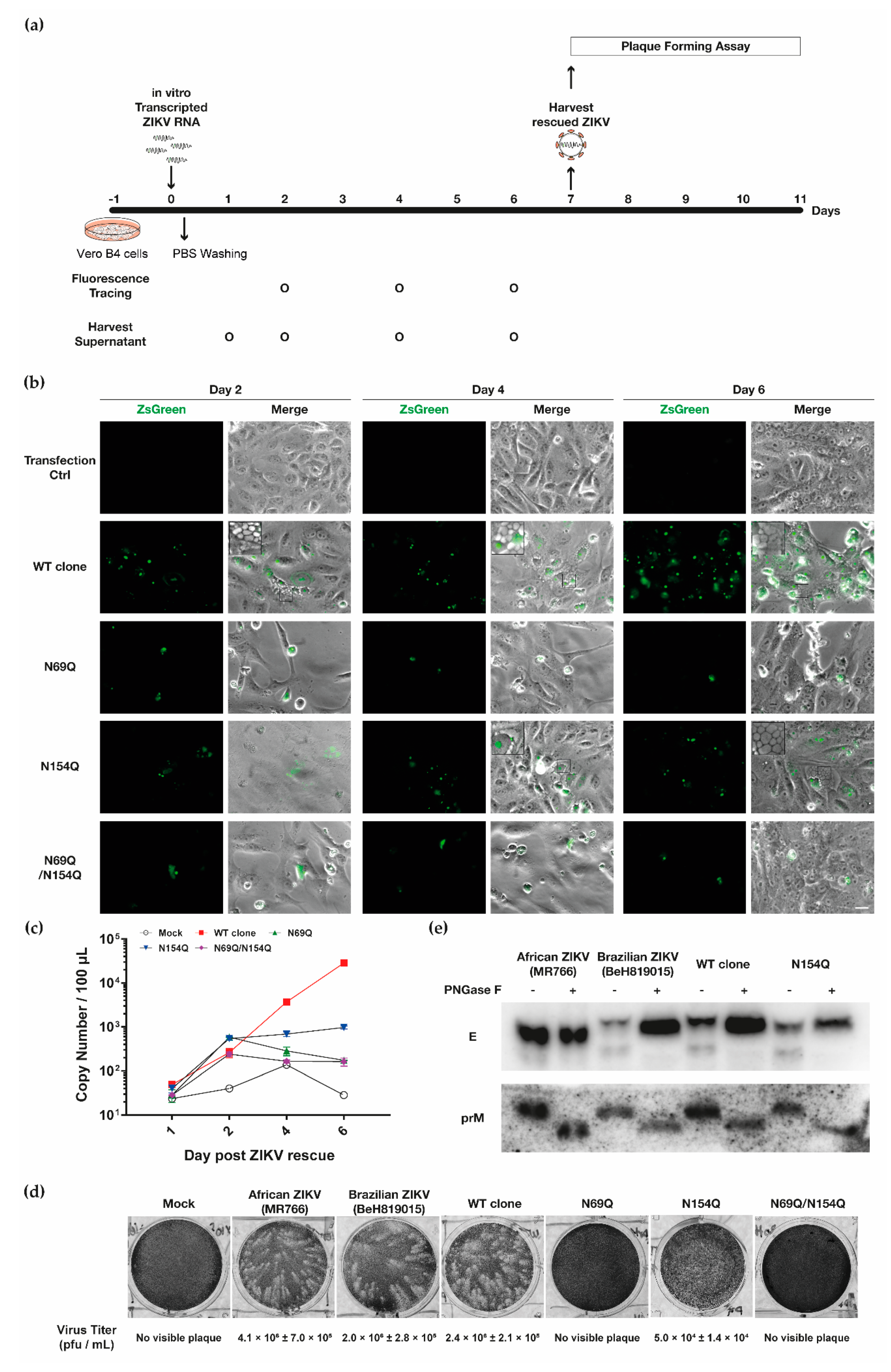 Viruses 12 00925 g003 Viruses 12 00925 g003
