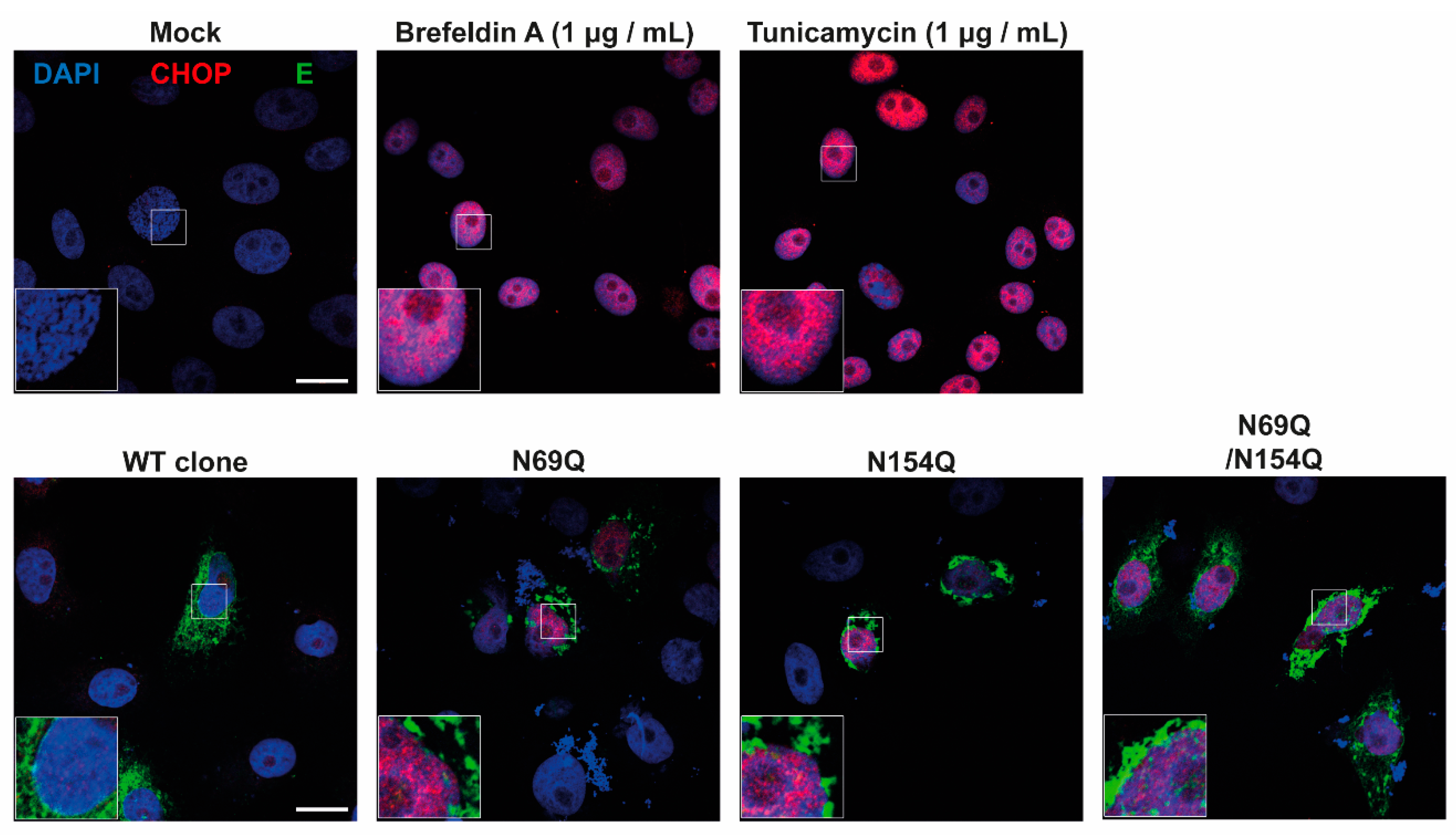 Viruses 12 00925 g006 Viruses 12 00925 g006