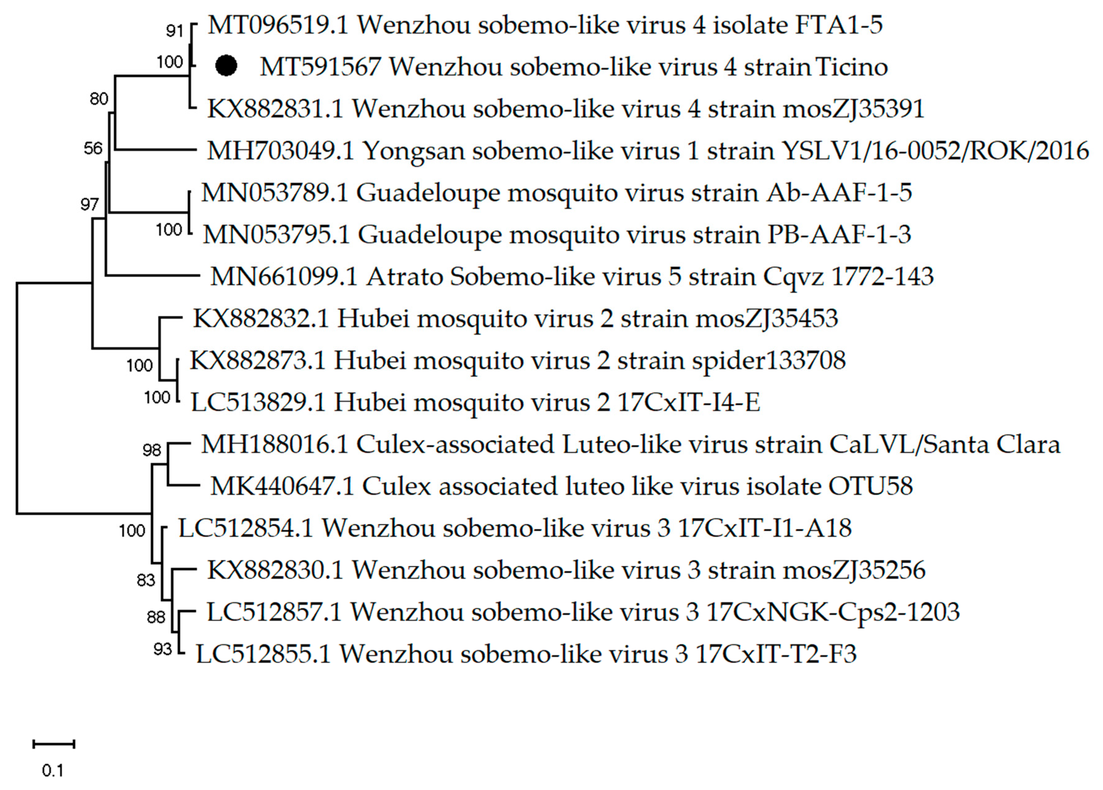 Viruses 12 00929 g004