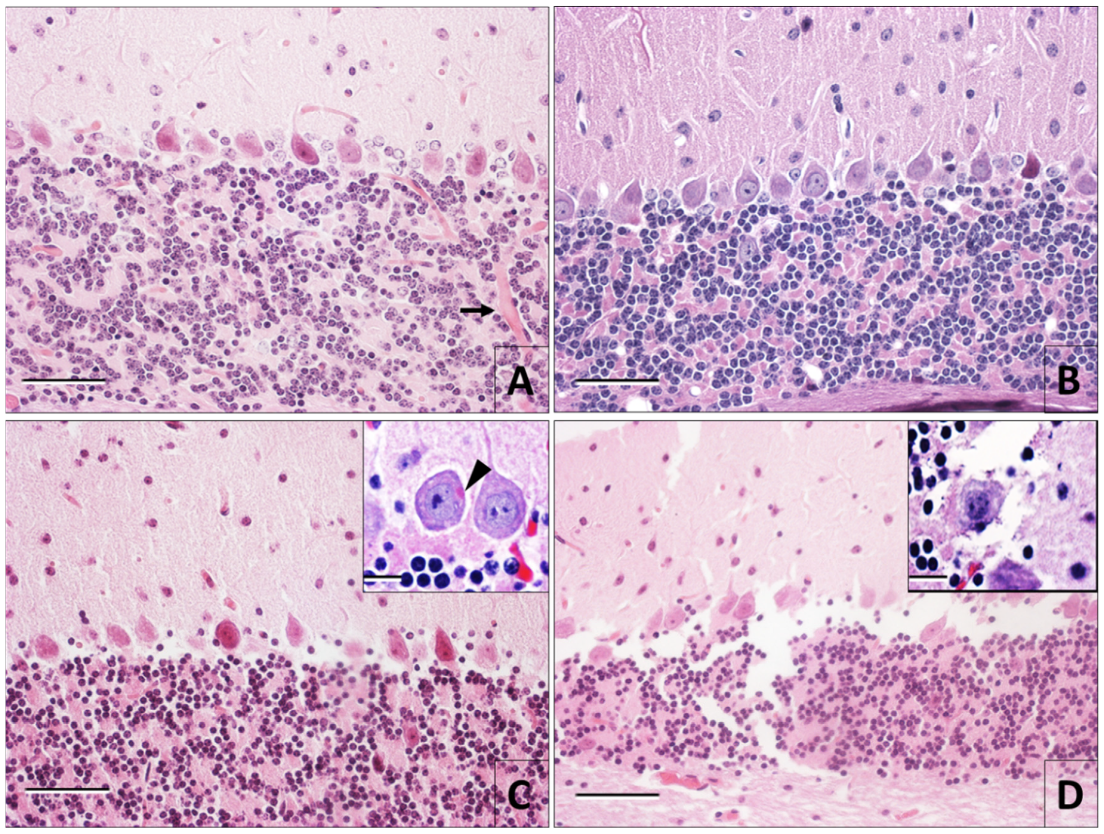 Viruses 12 00938 g001 Viruses 12 00938 g001