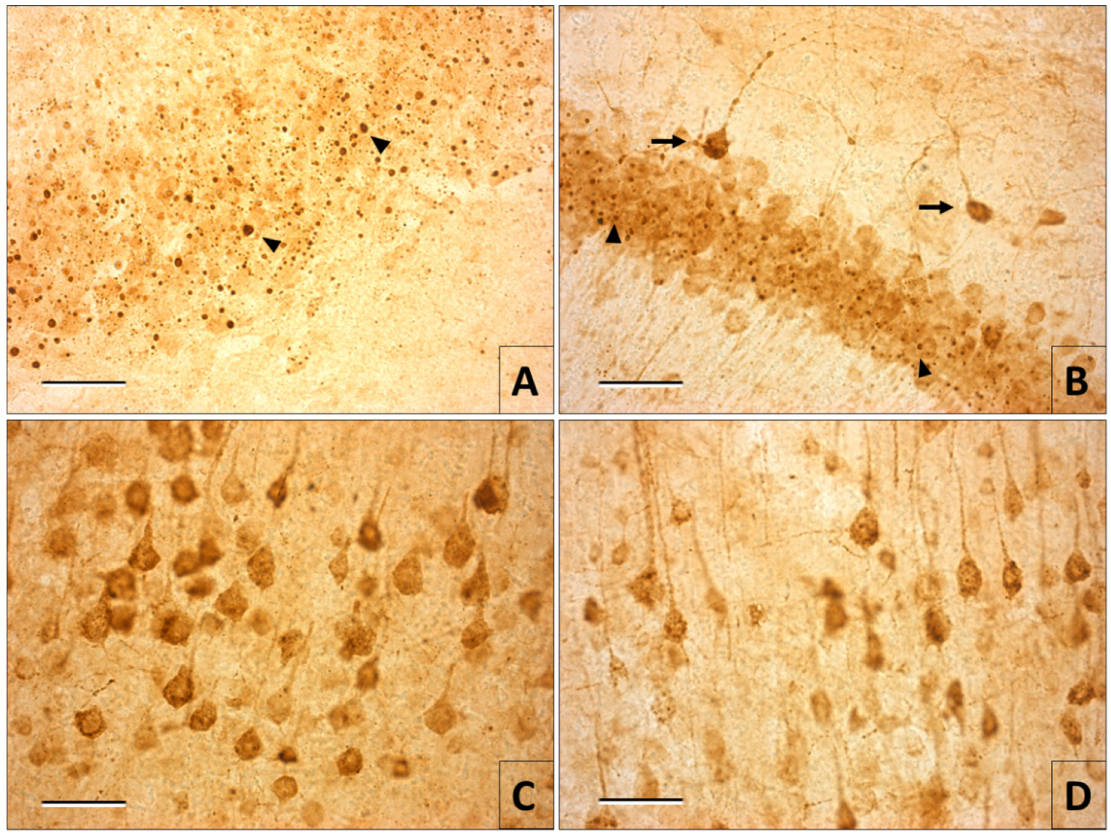 Viruses 12 00938 g002 Viruses 12 00938 g002