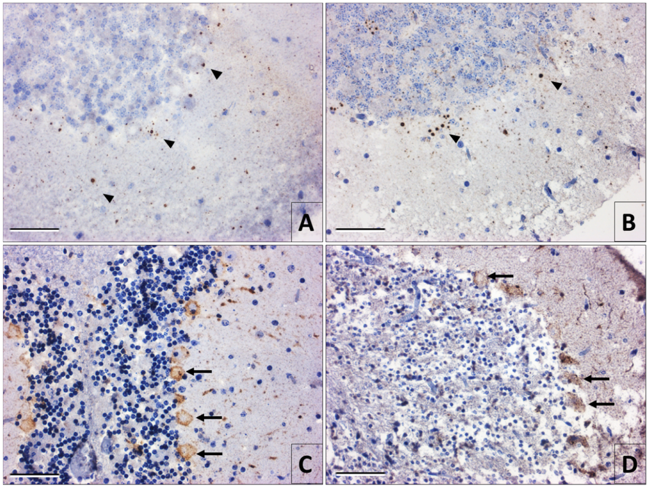 Viruses 12 00938 g003 Viruses 12 00938 g003