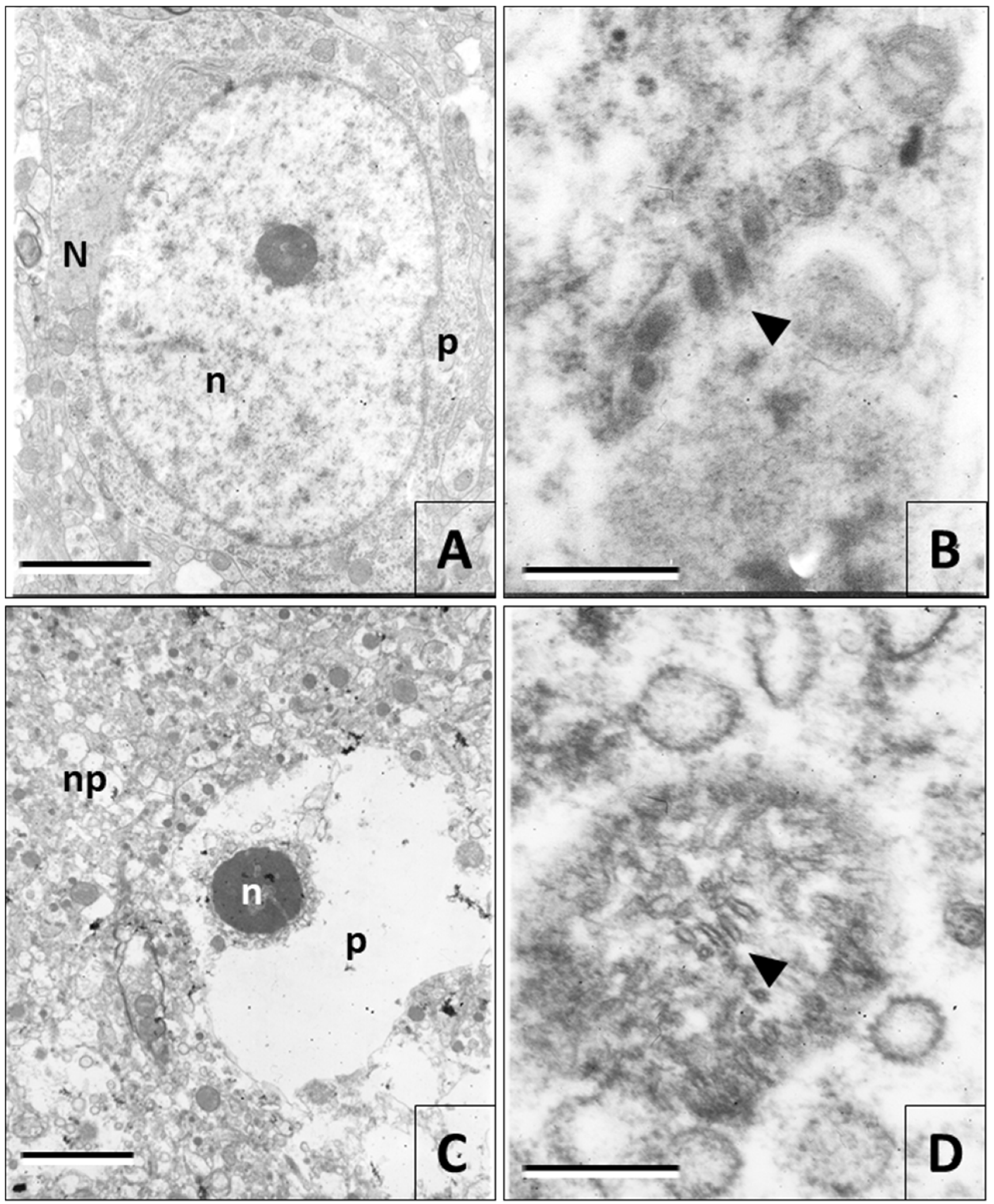 Viruses 12 00938 g005 Viruses 12 00938 g005