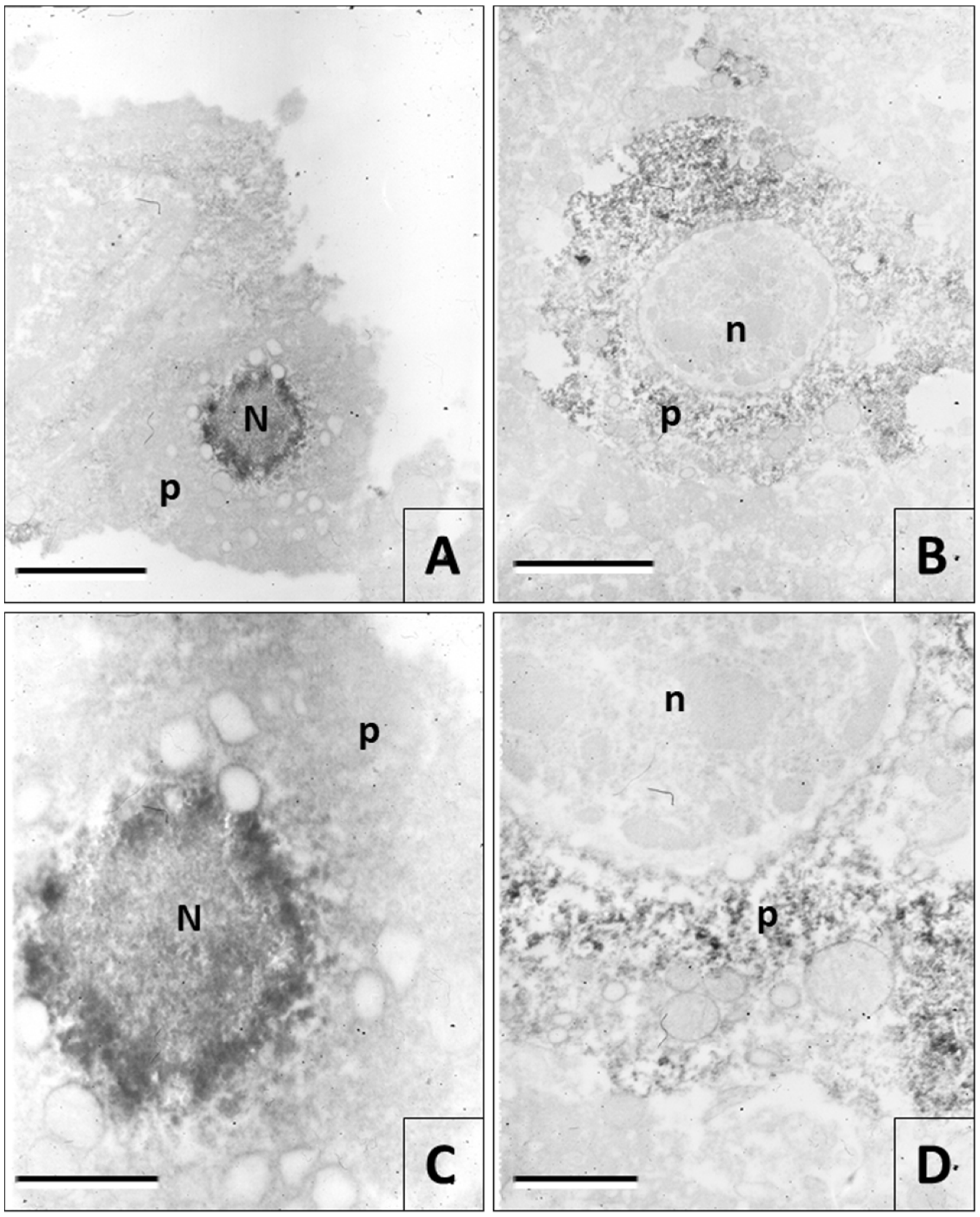 Viruses 12 00938 g006 Viruses 12 00938 g006