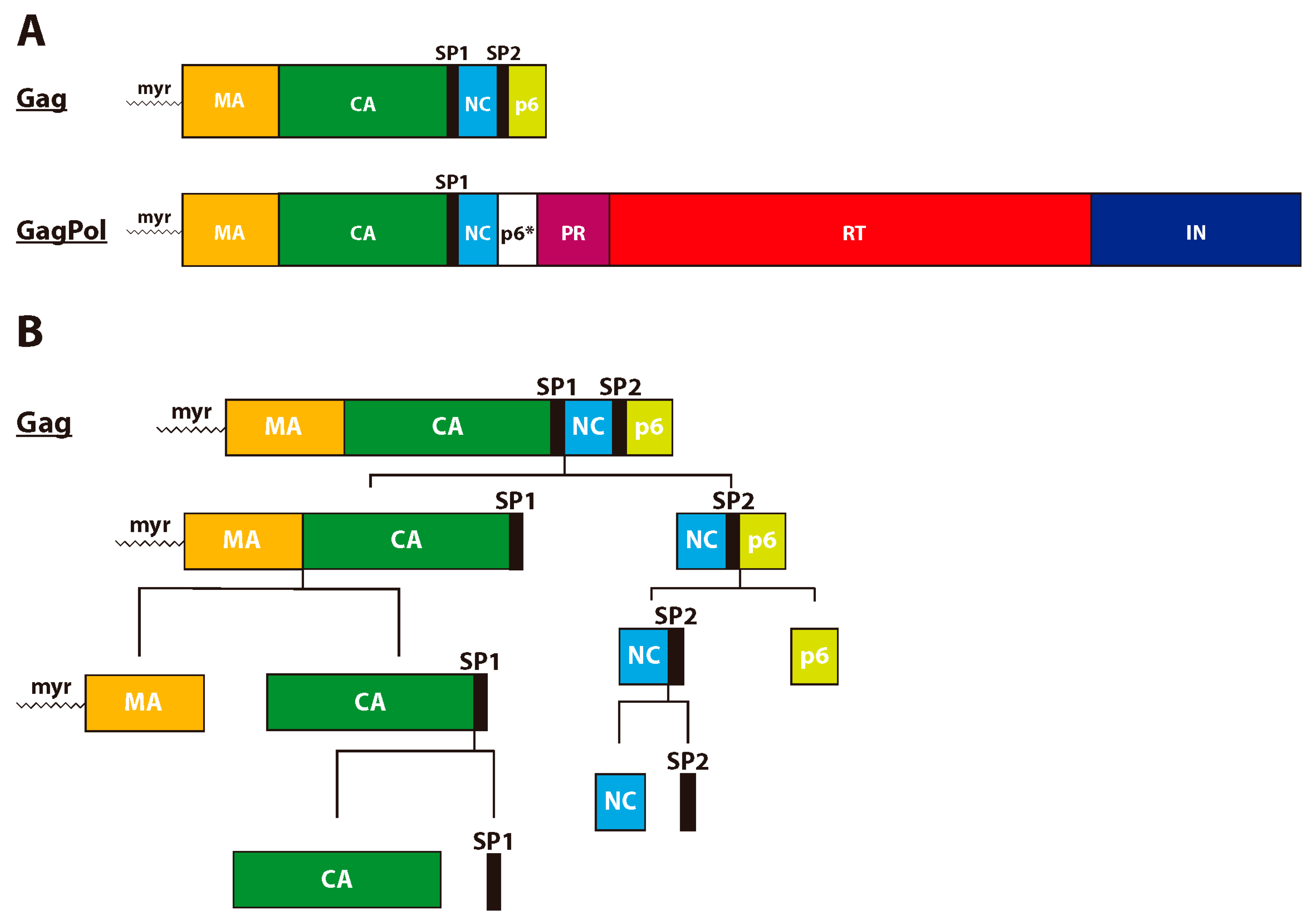 Viruses 12 00940 g002