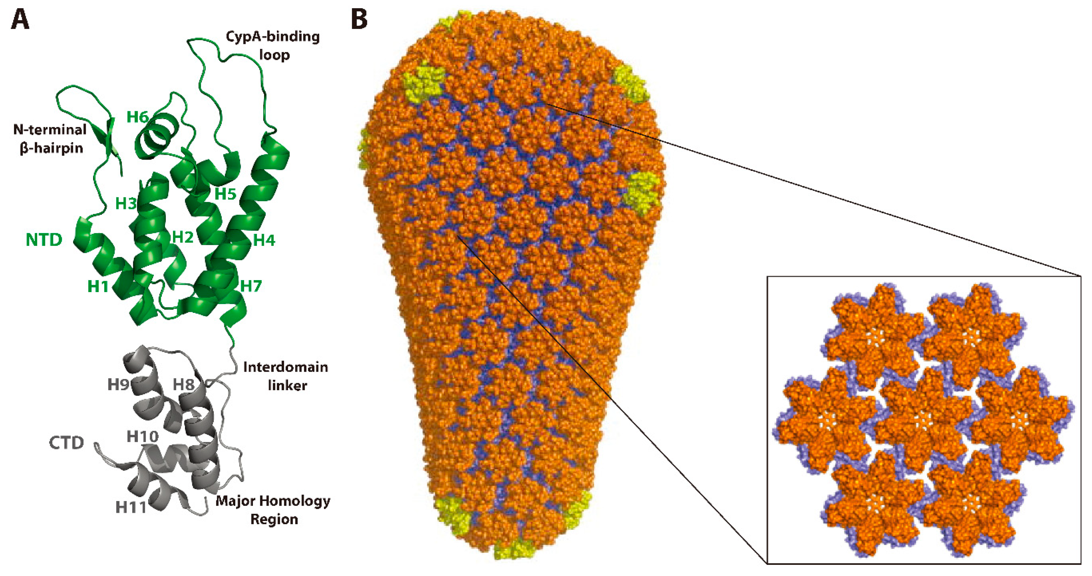 Viruses 12 00940 g003