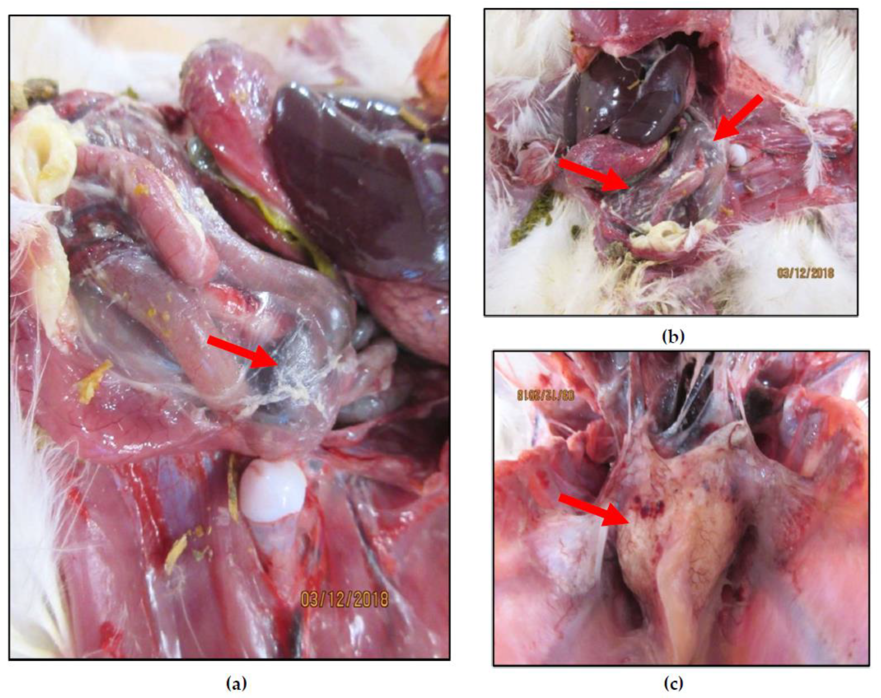 Viruses 12 00941 g001 Viruses 12 00941 g001