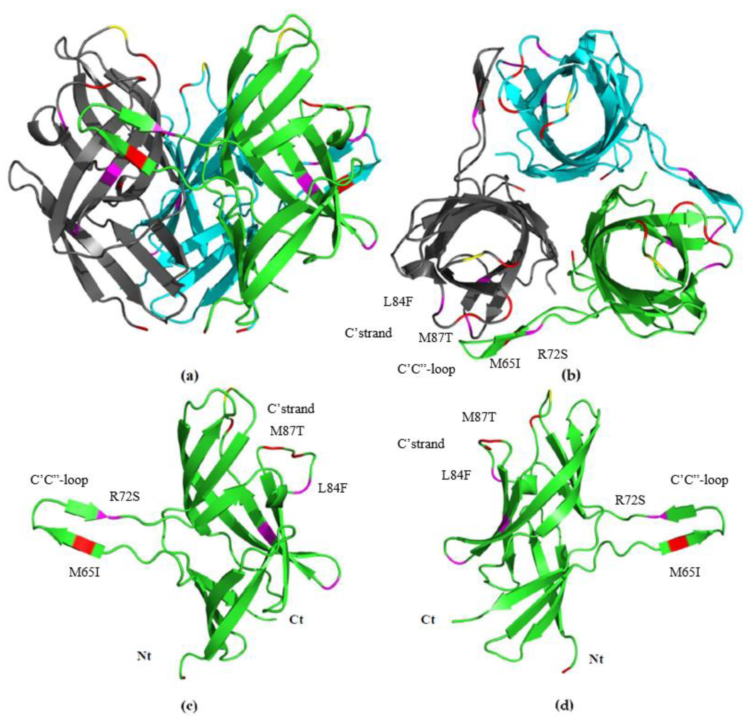 Viruses 12 00941 g005 Viruses 12 00941 g005