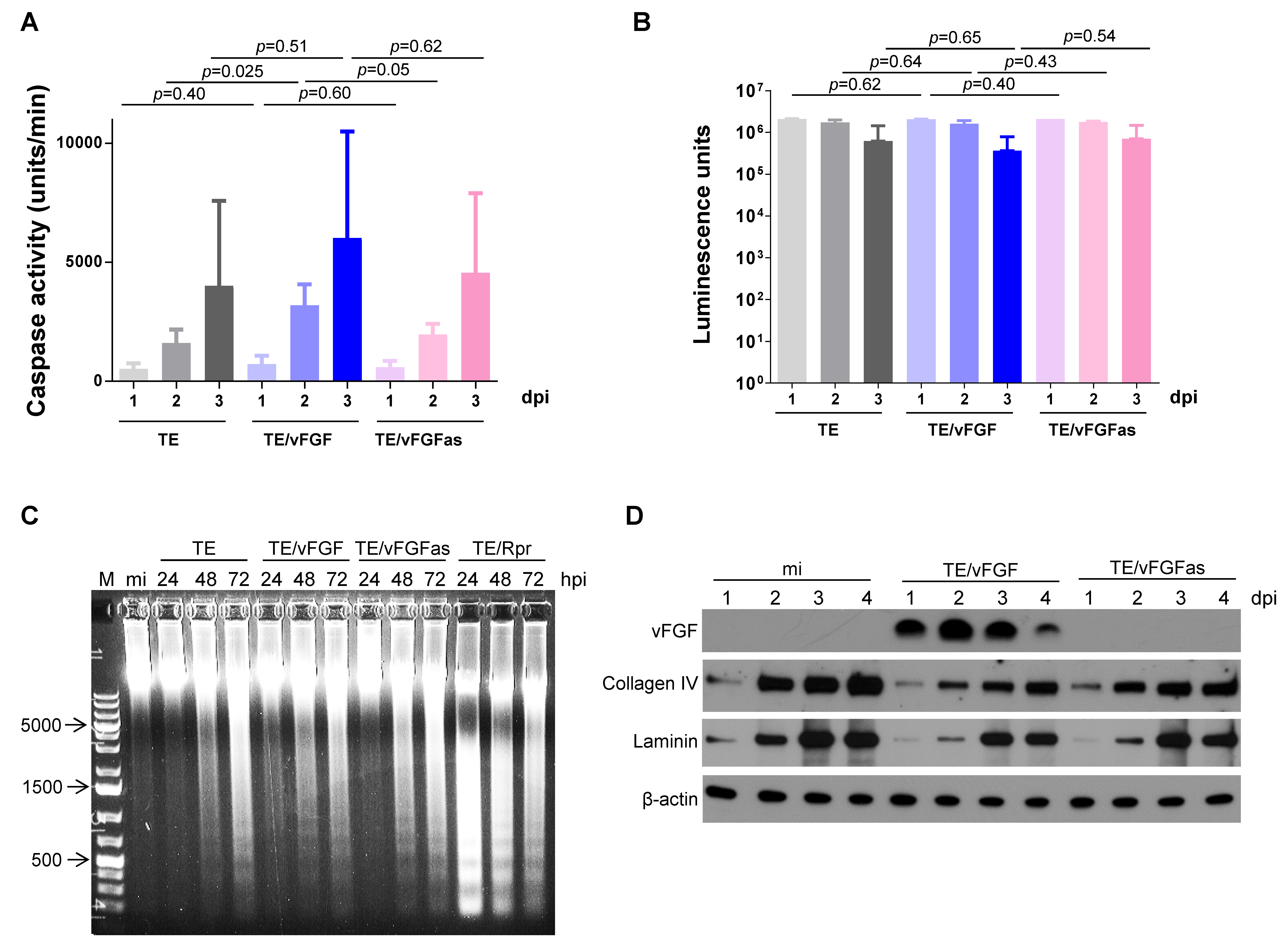 Viruses 12 00943 g005