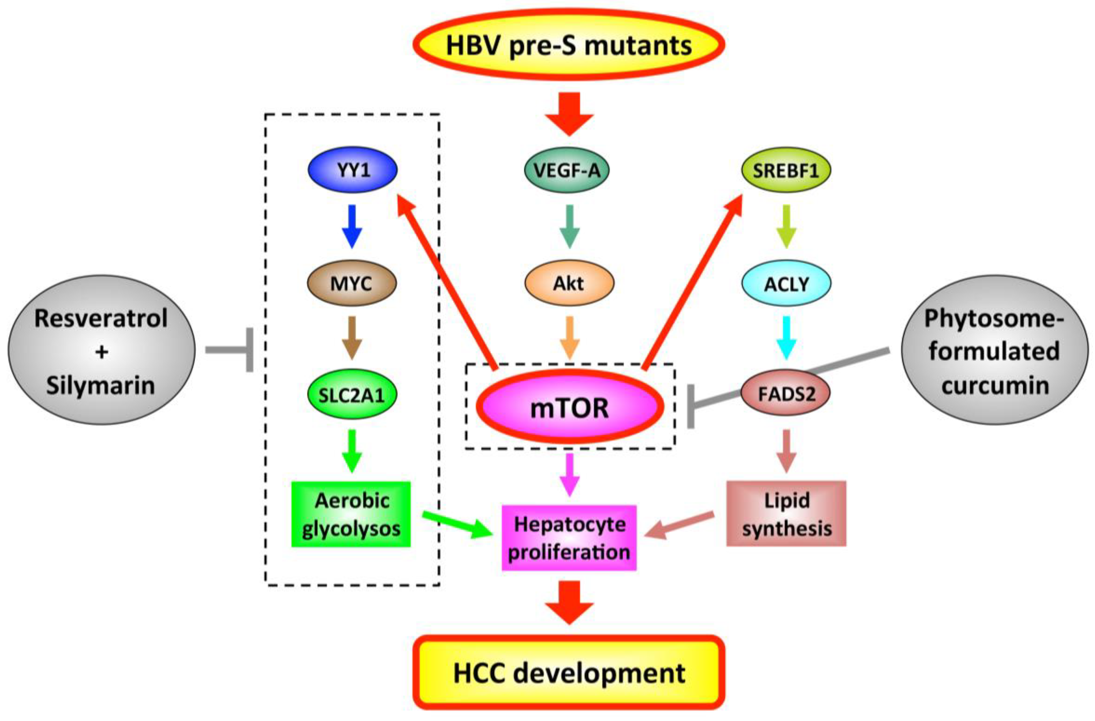 Viruses Free Full Text Hepatitis B Virus Pre S Mutants As Biomarkers And Targets For The Development And Recurrence Of Hepatocellular Carcinoma Html Viruses Free Full Text Hepatitis B Virus Pre S Mutants As Biomarkers And Targets For The Development And Recurrence Of Hepatocellular Carcinoma Html