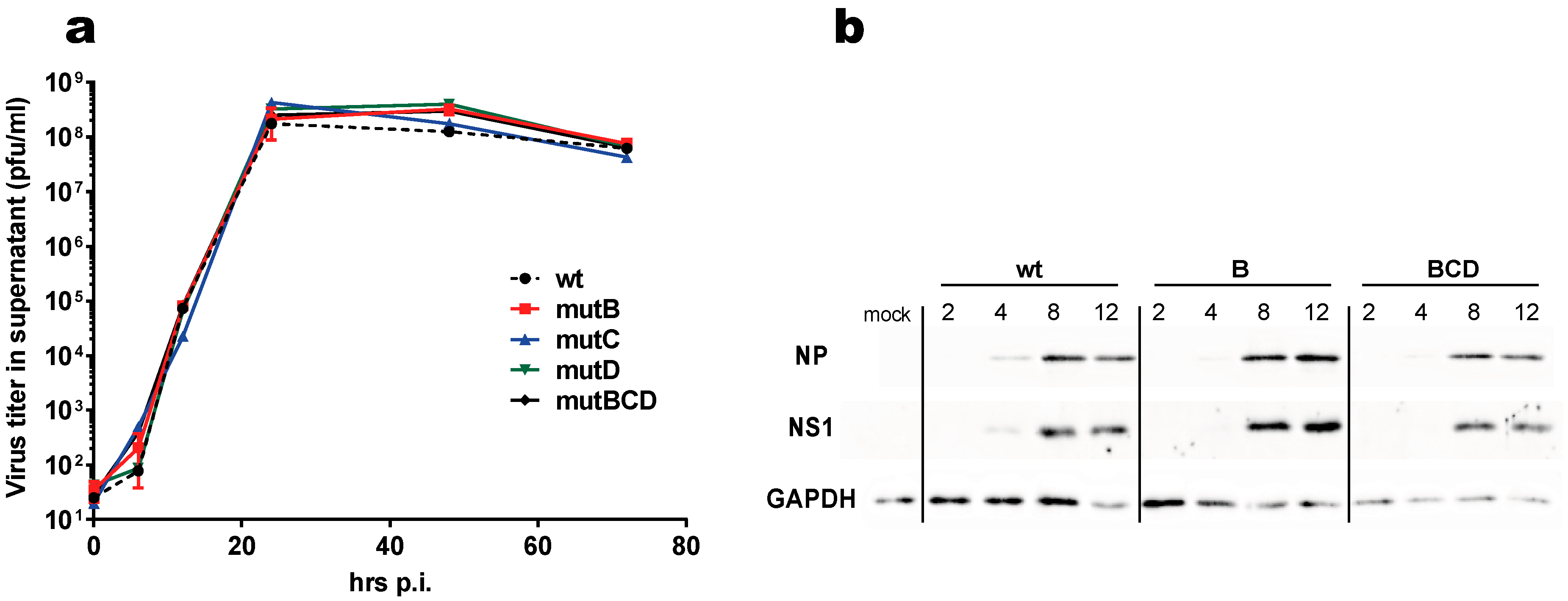 Viruses 12 00947 g002 Viruses 12 00947 g002