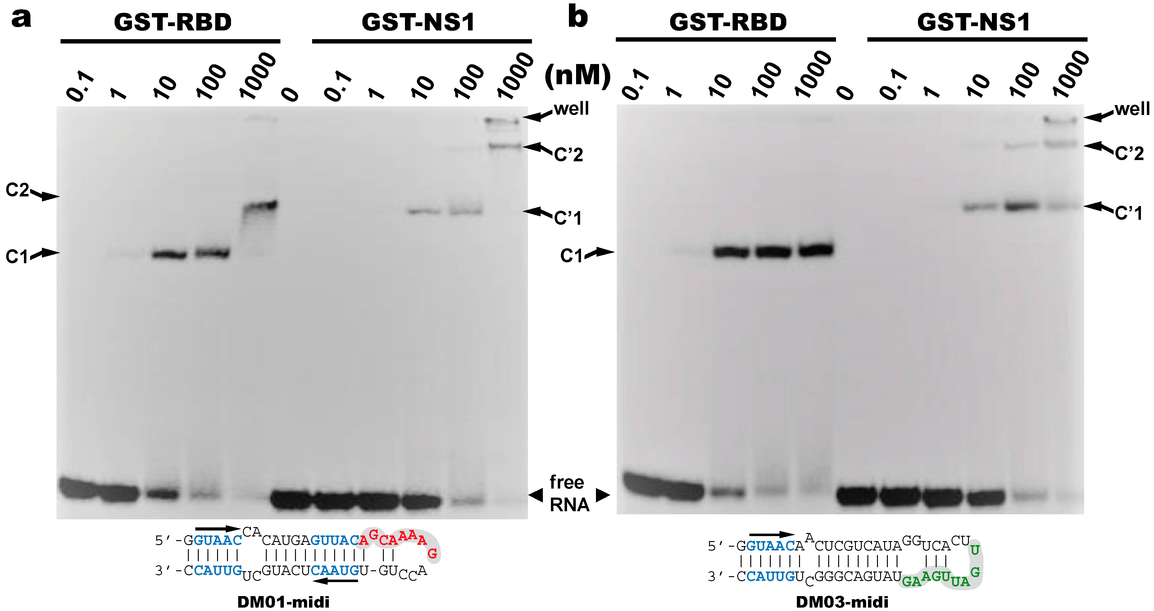 Viruses 12 00947 g004 Viruses 12 00947 g004