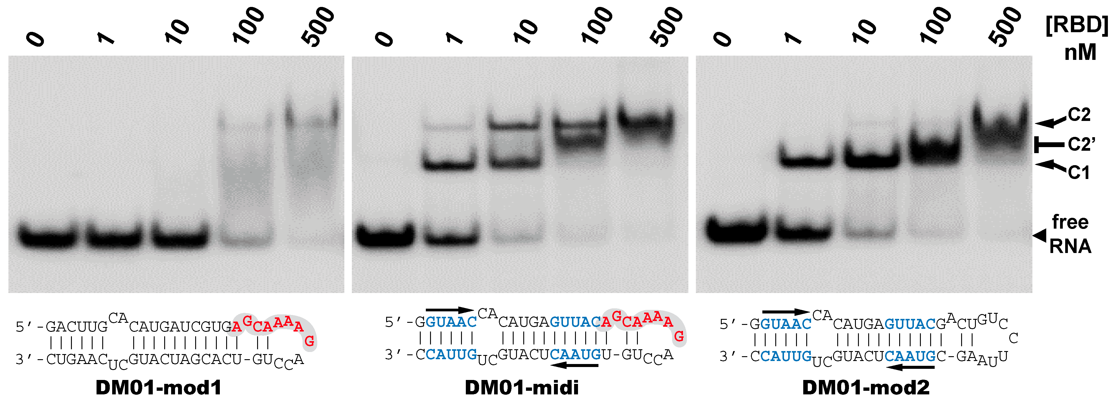 Viruses 12 00947 g006 Viruses 12 00947 g006