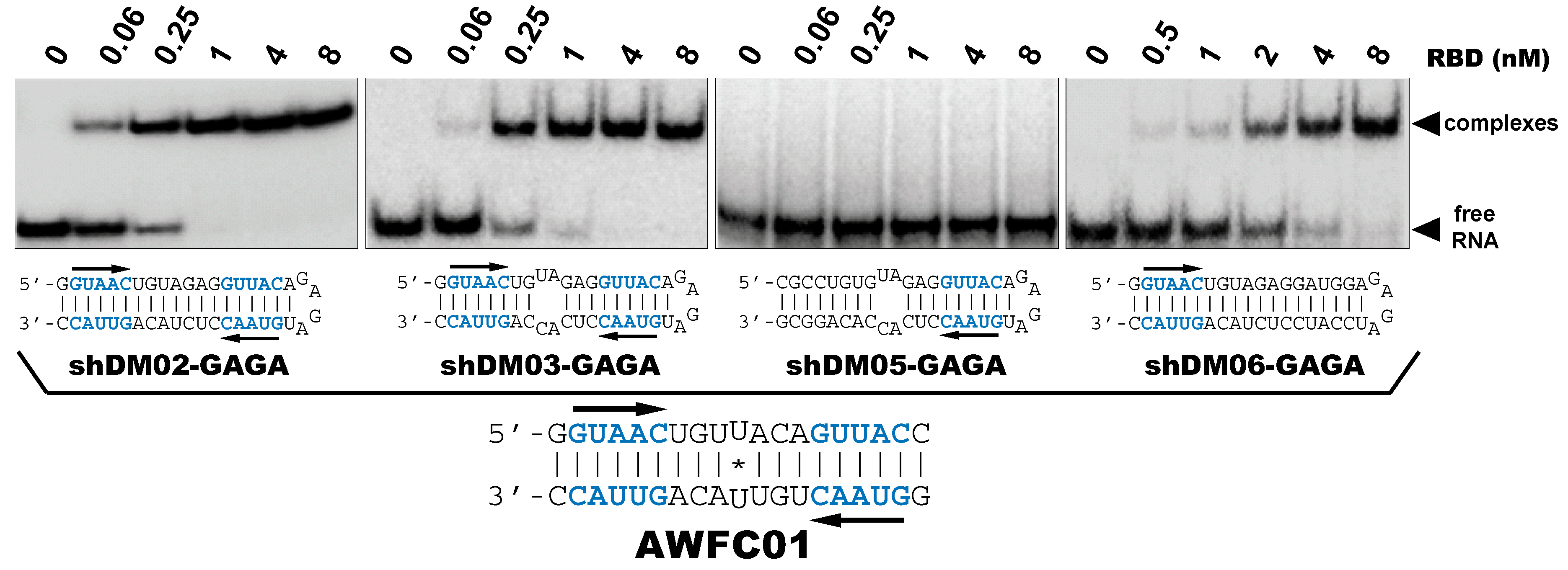 Viruses 12 00947 g007 Viruses 12 00947 g007