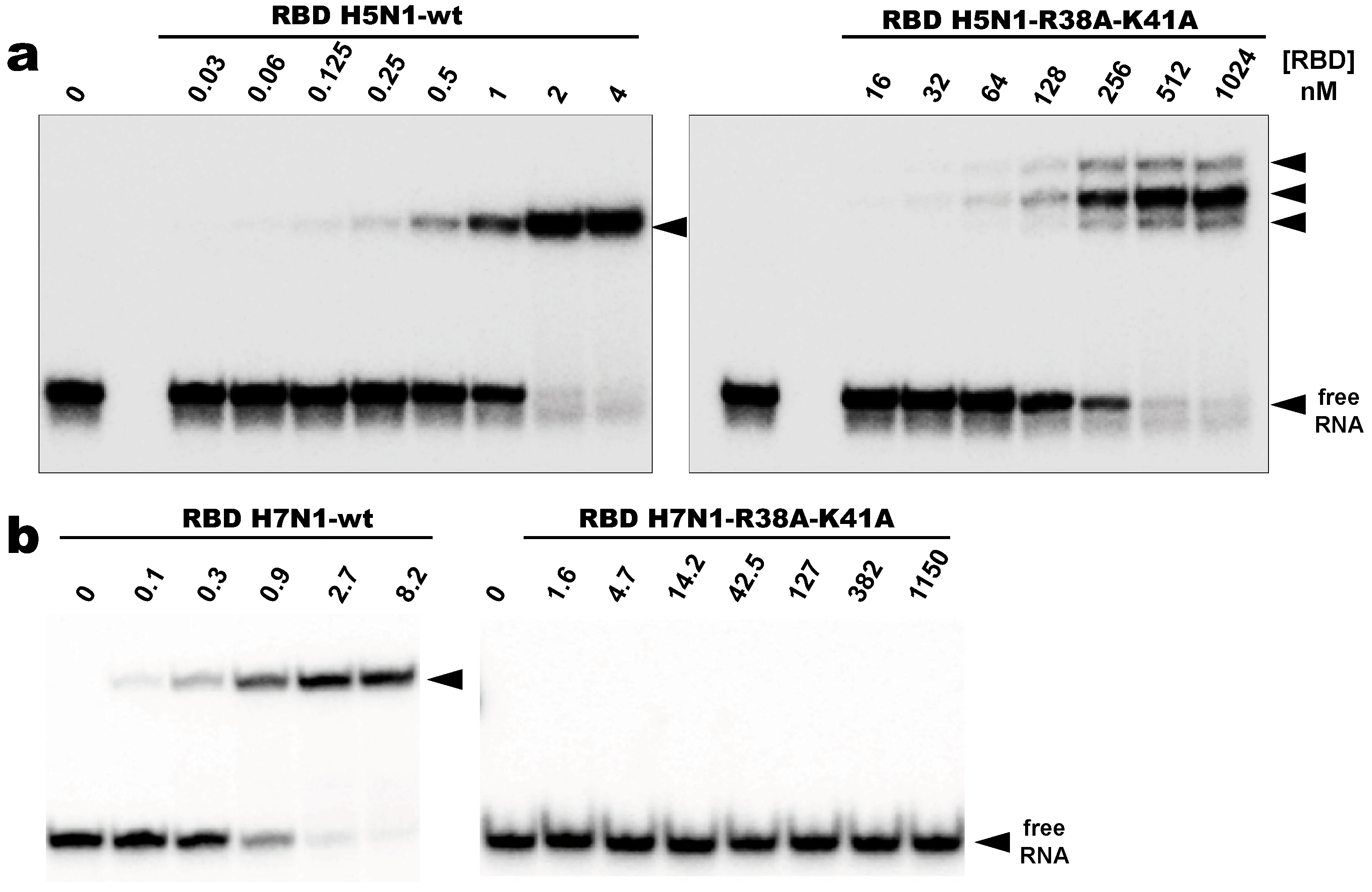 Viruses 12 00947 g008 Viruses 12 00947 g008