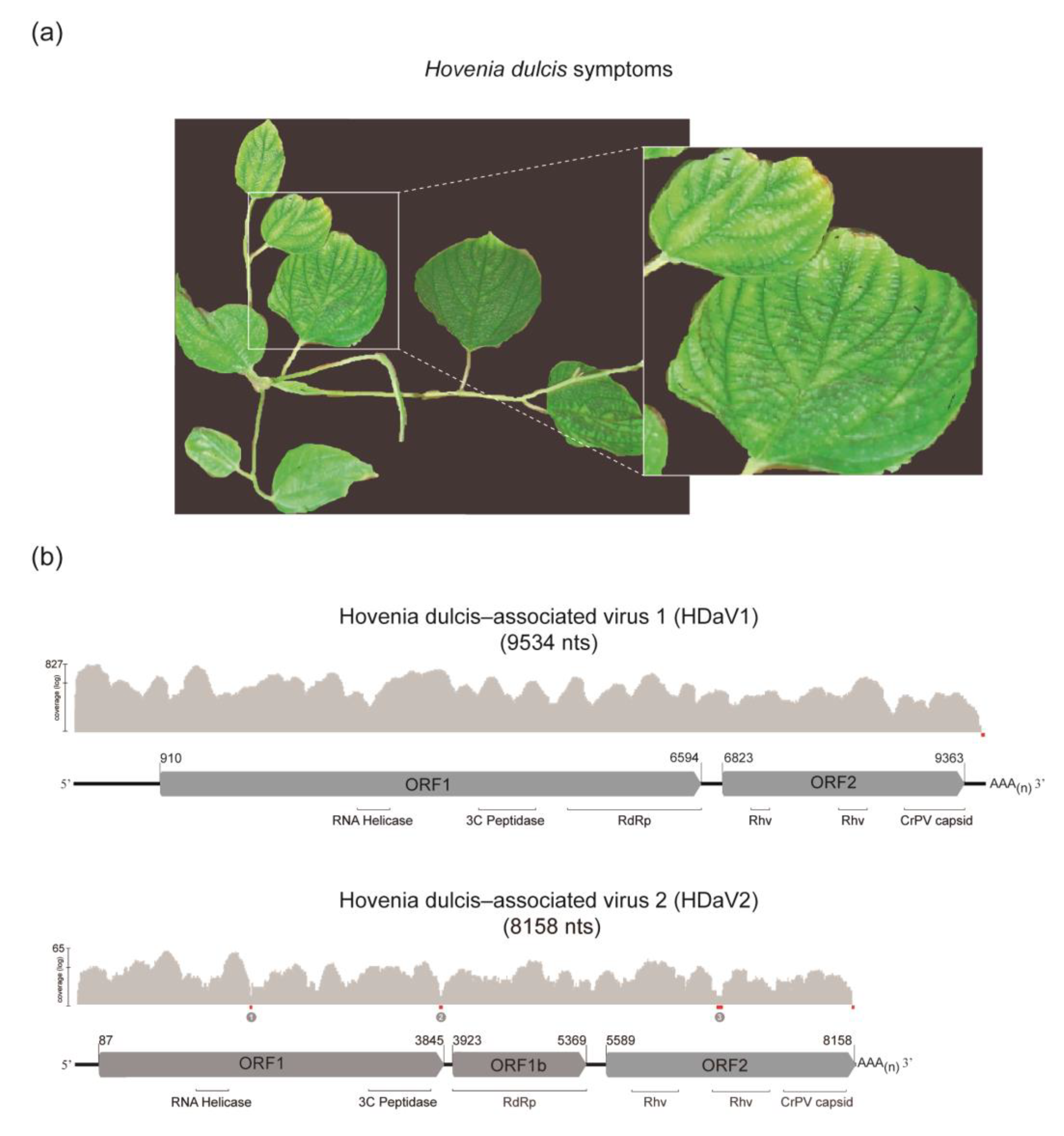 Viruses 12 00950 g001 Viruses 12 00950 g001
