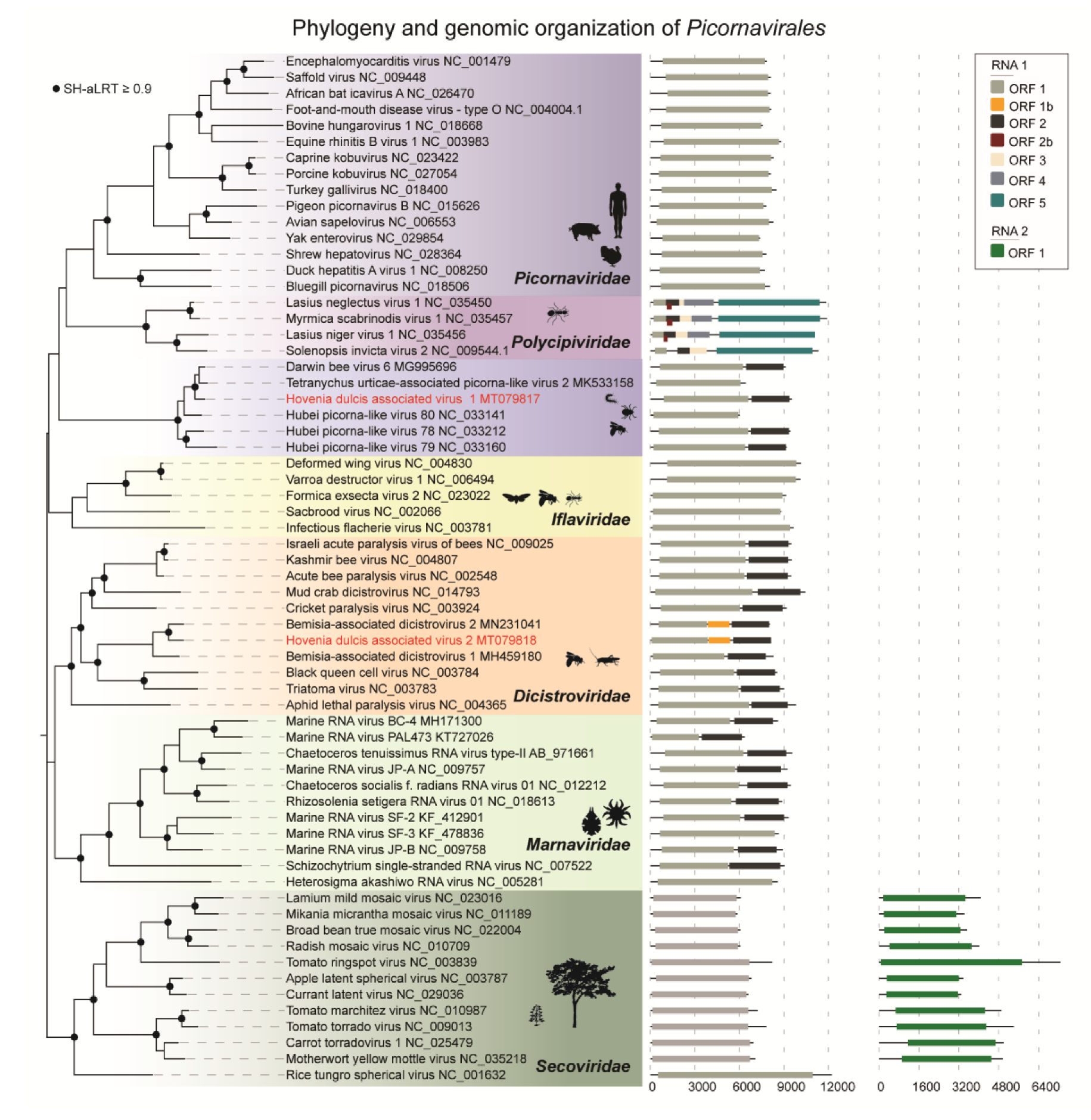 Viruses 12 00950 g002 Viruses 12 00950 g002