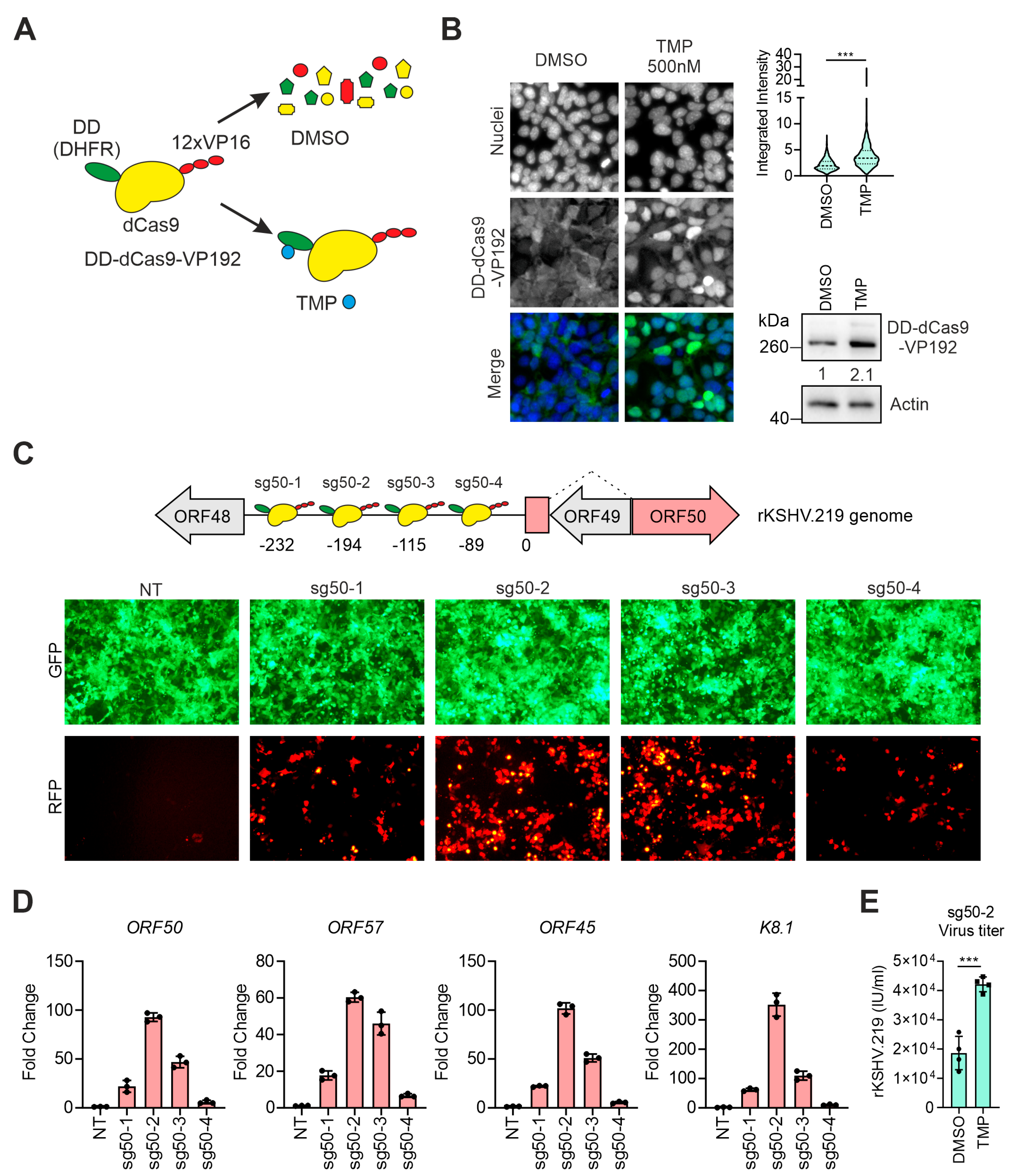 Viruses 12 00952 g001