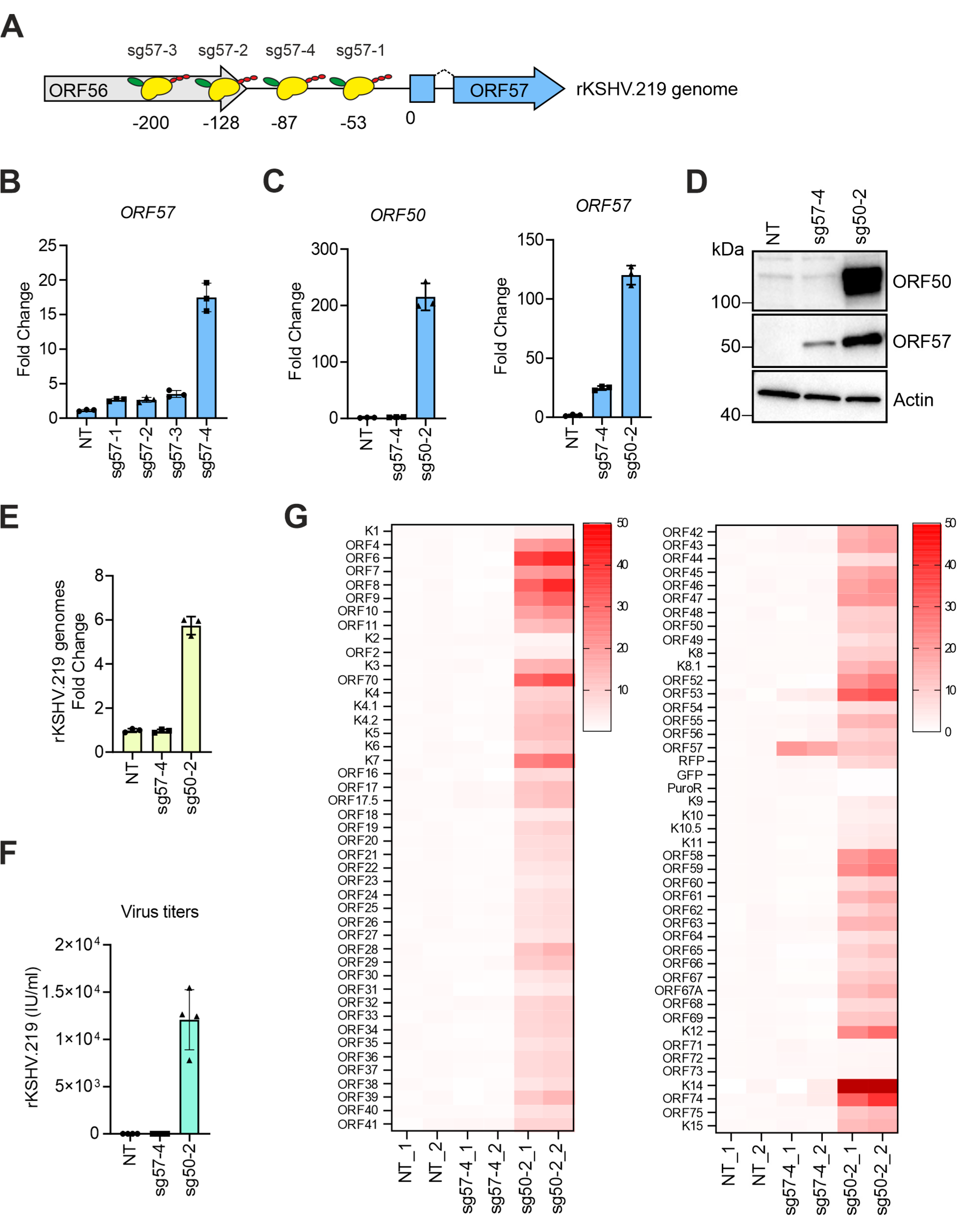 Viruses 12 00952 g002