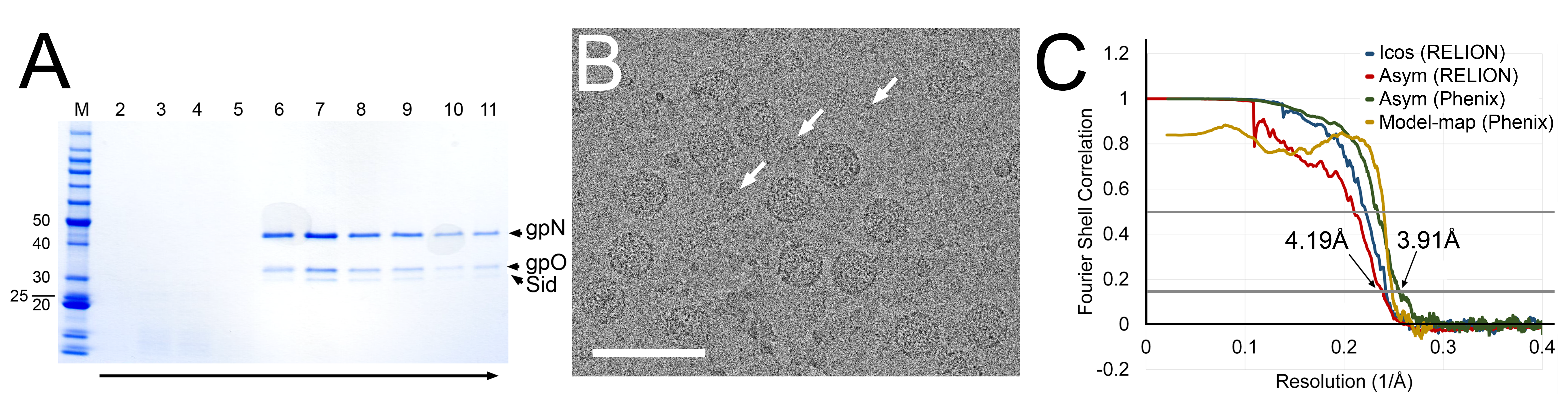 Viruses 12 00953 g001 Viruses 12 00953 g001