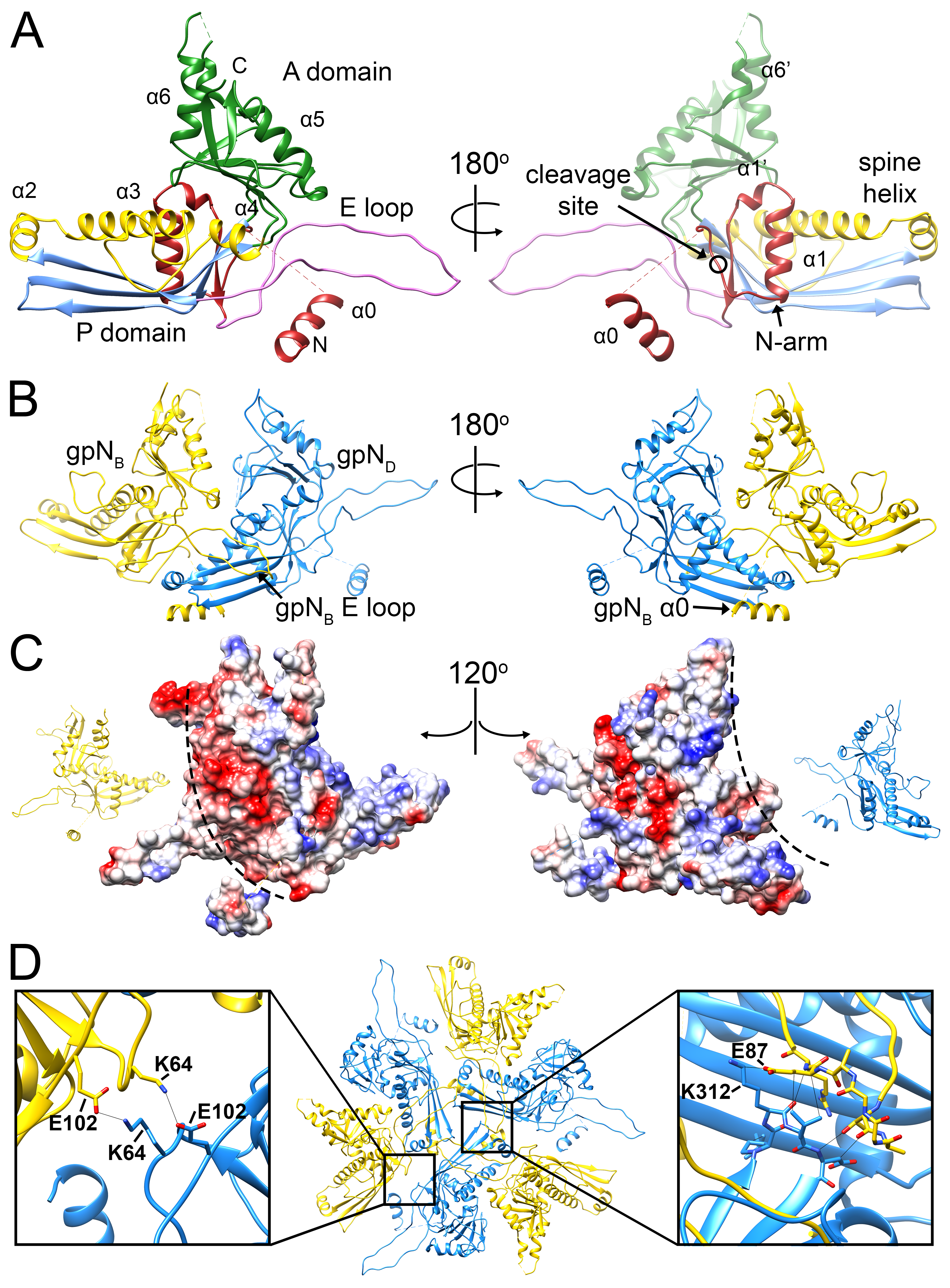 Viruses 12 00953 g003 Viruses 12 00953 g003