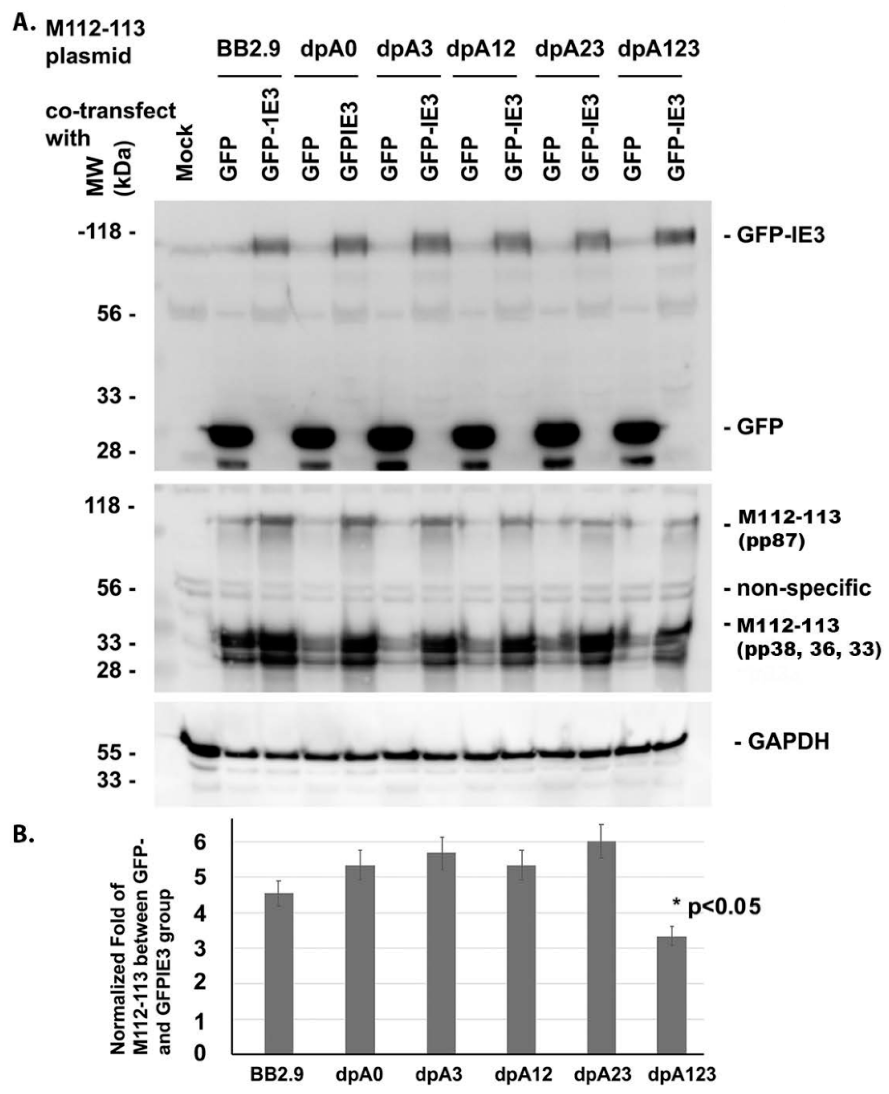 Viruses 12 00954 g002