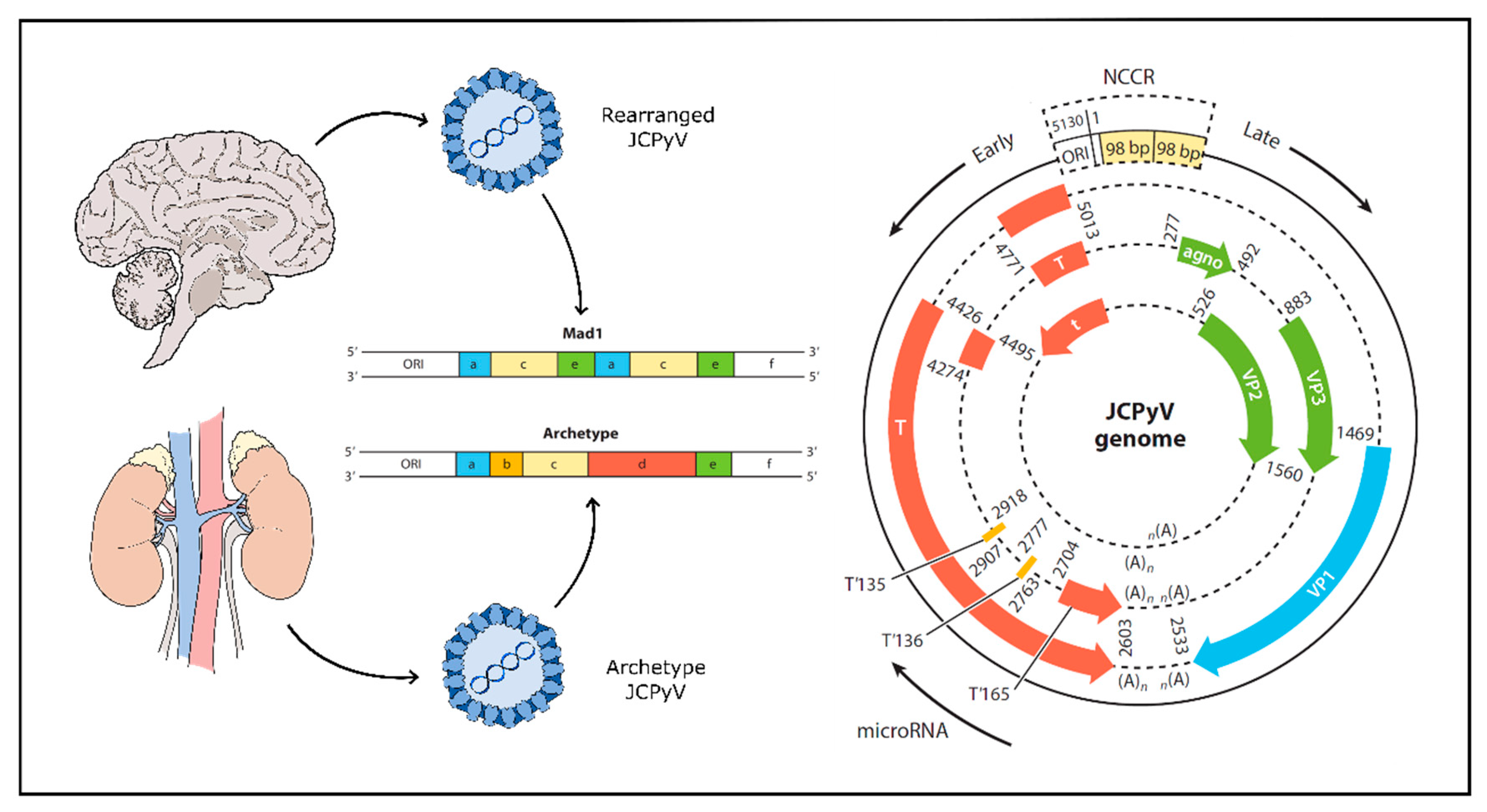 Viruses 12 00969 g001