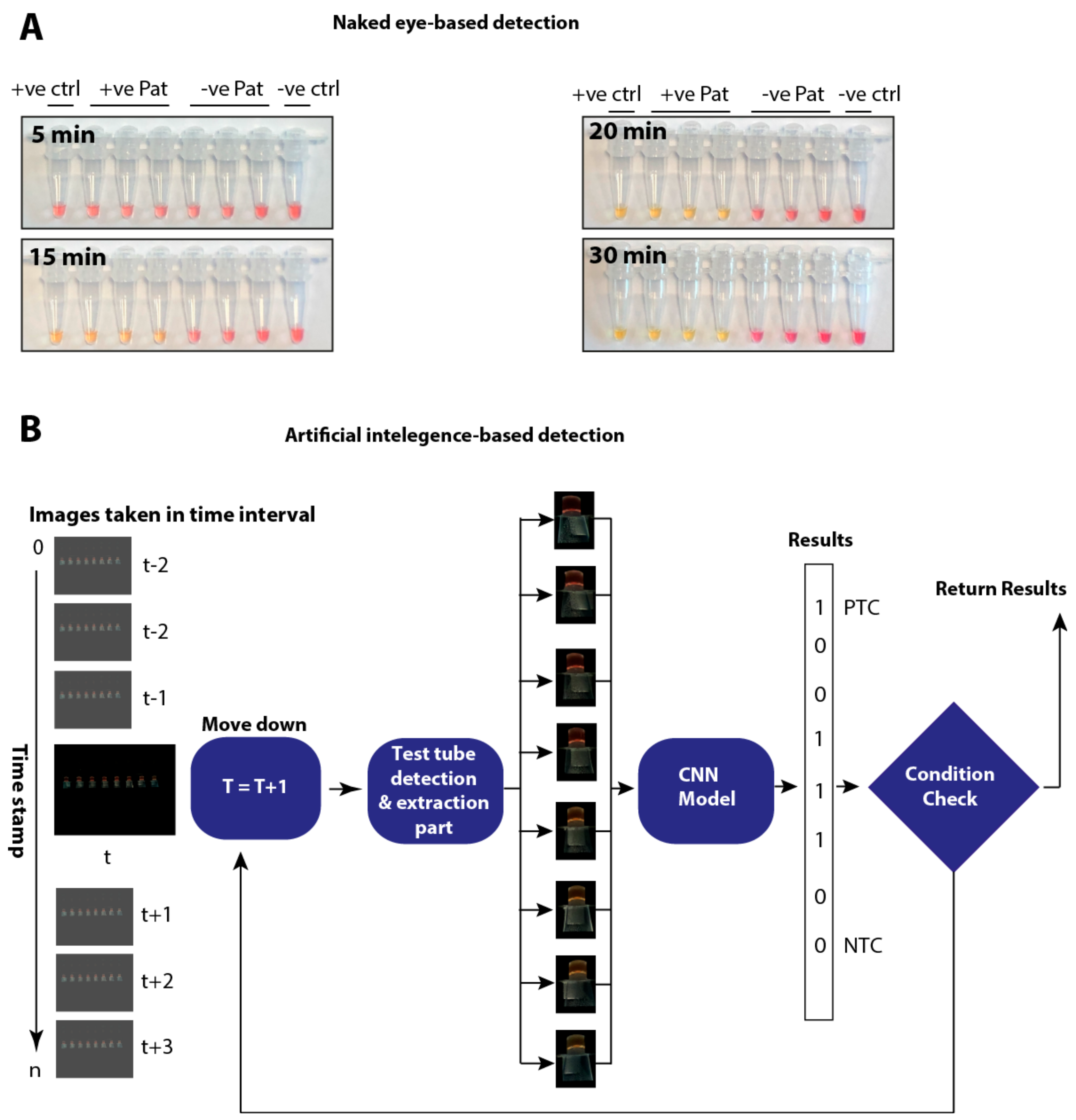 Viruses 12 00972 g005