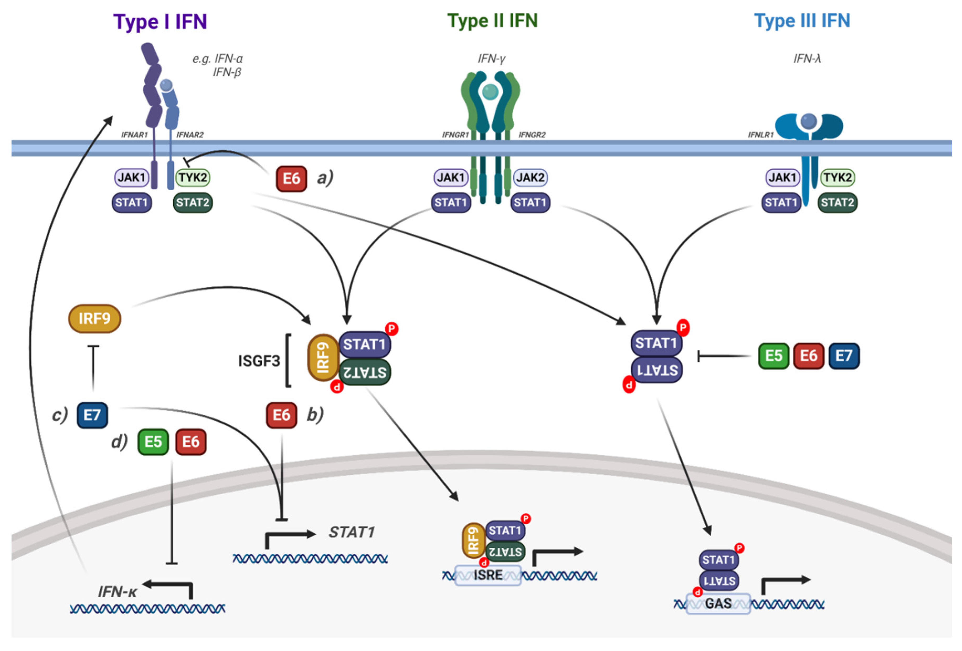 Viruses 12 00977 g005 Viruses 12 00977 g005
