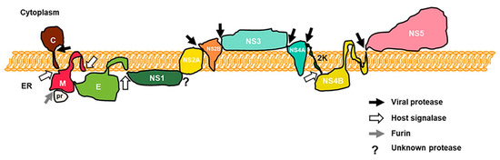 Viruses 12 00979 g001 550