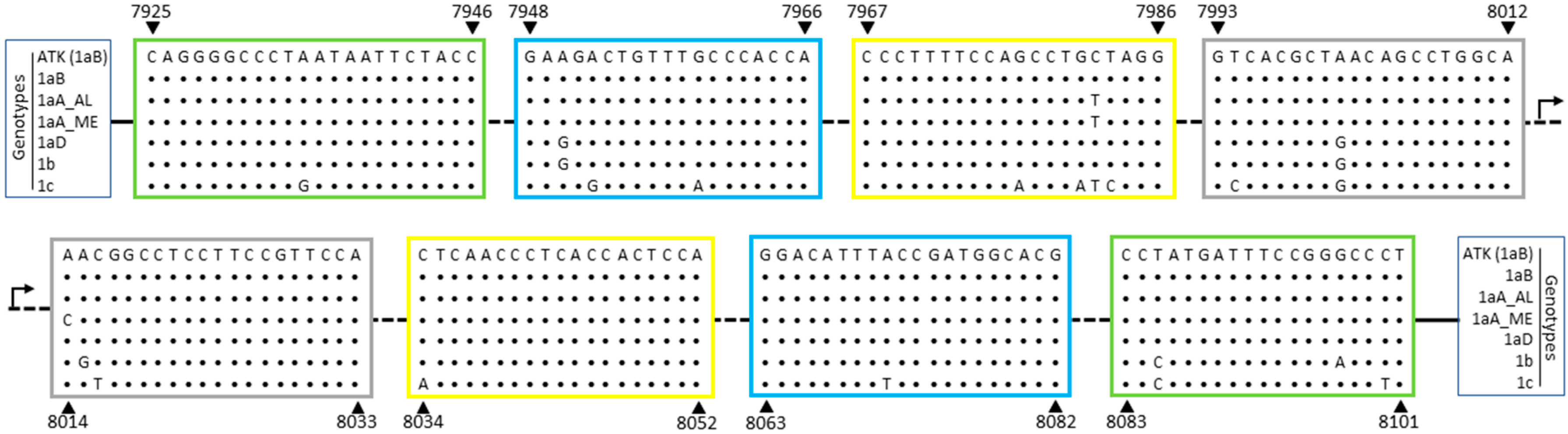 Viruses 12 00981 g001 Viruses 12 00981 g001