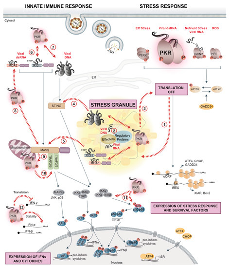 Viruses Free Full Text Dance With The Devil Stress Granules And Signaling In Antiviral Responses Html