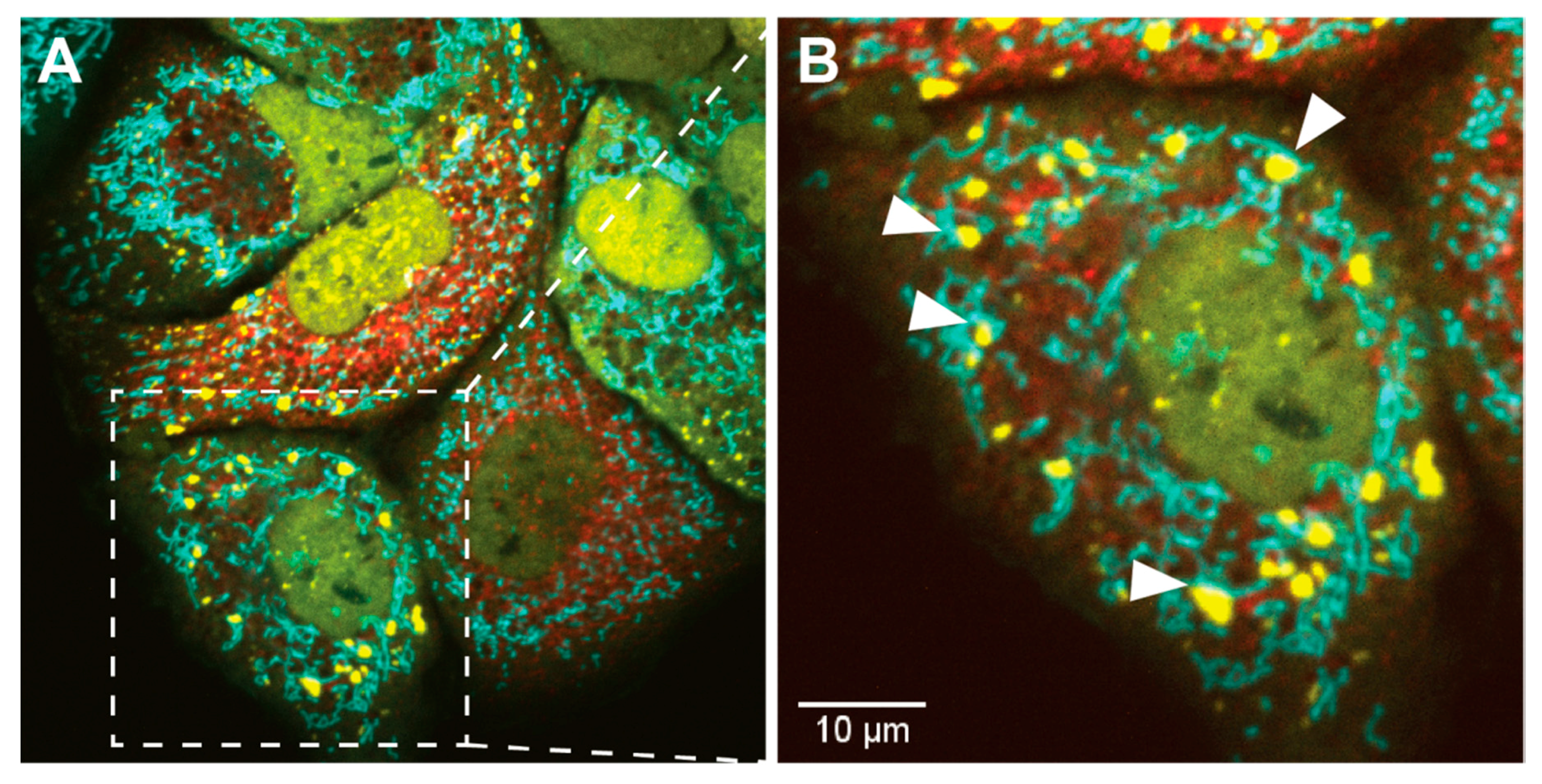 Viruses 12 00984 g003