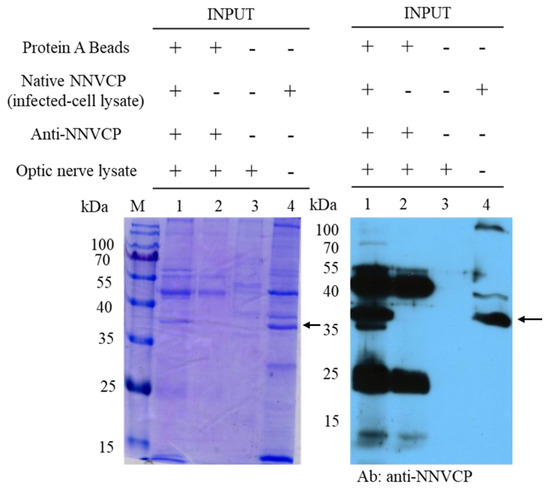 Viruses 12 00985 g001 550