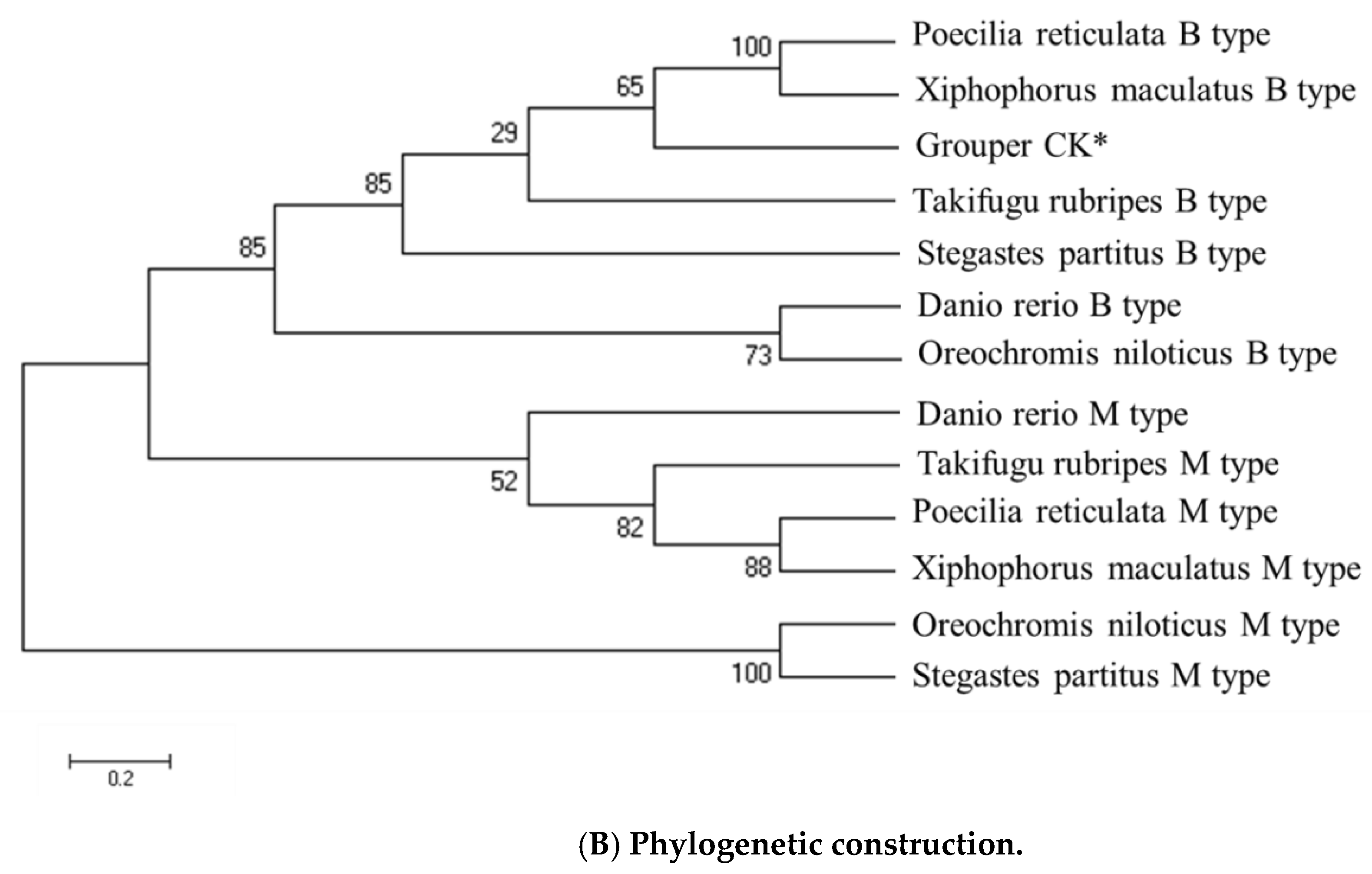Viruses 12 00985 g002b Viruses 12 00985 g002b