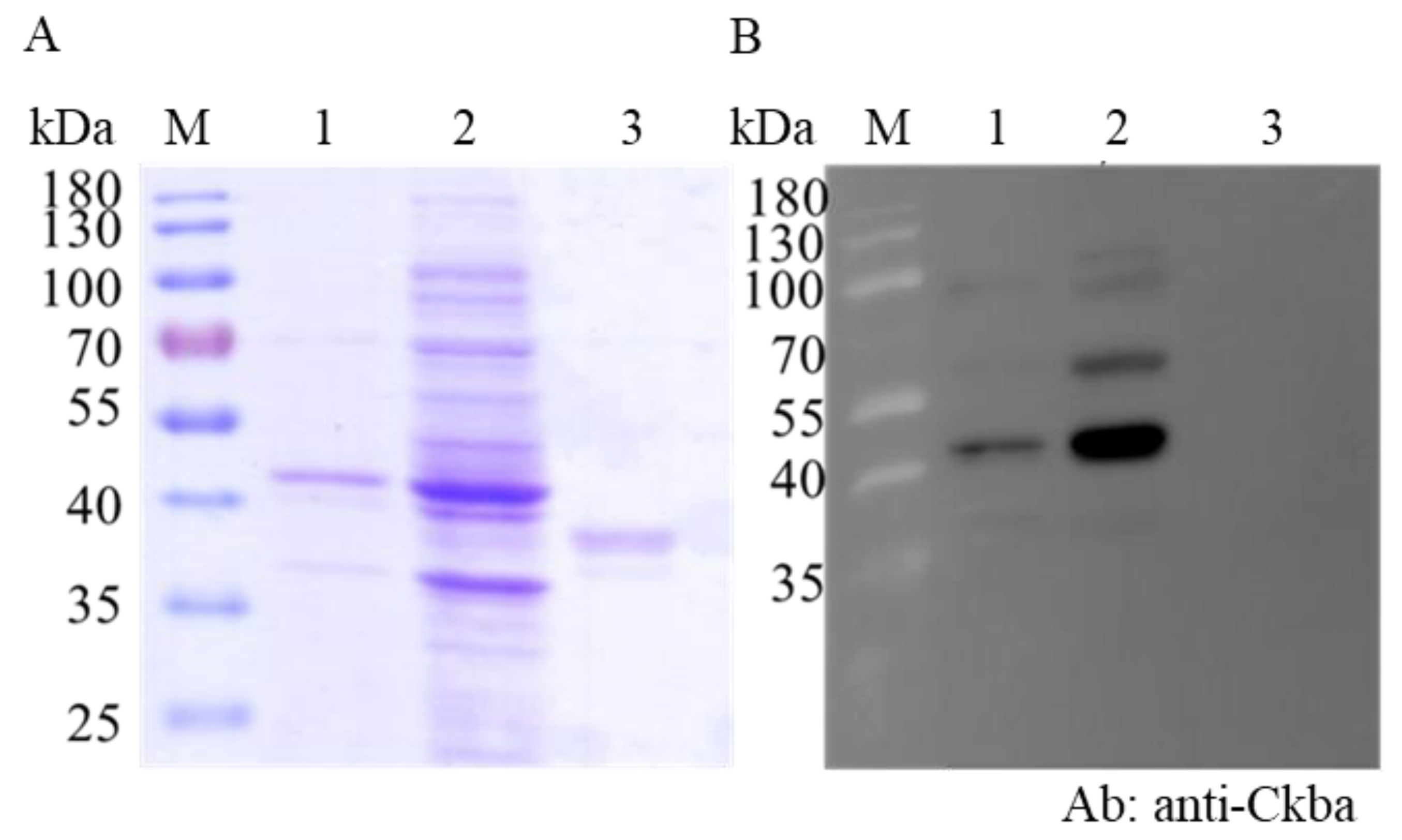 Viruses 12 00985 g003a Viruses 12 00985 g003a