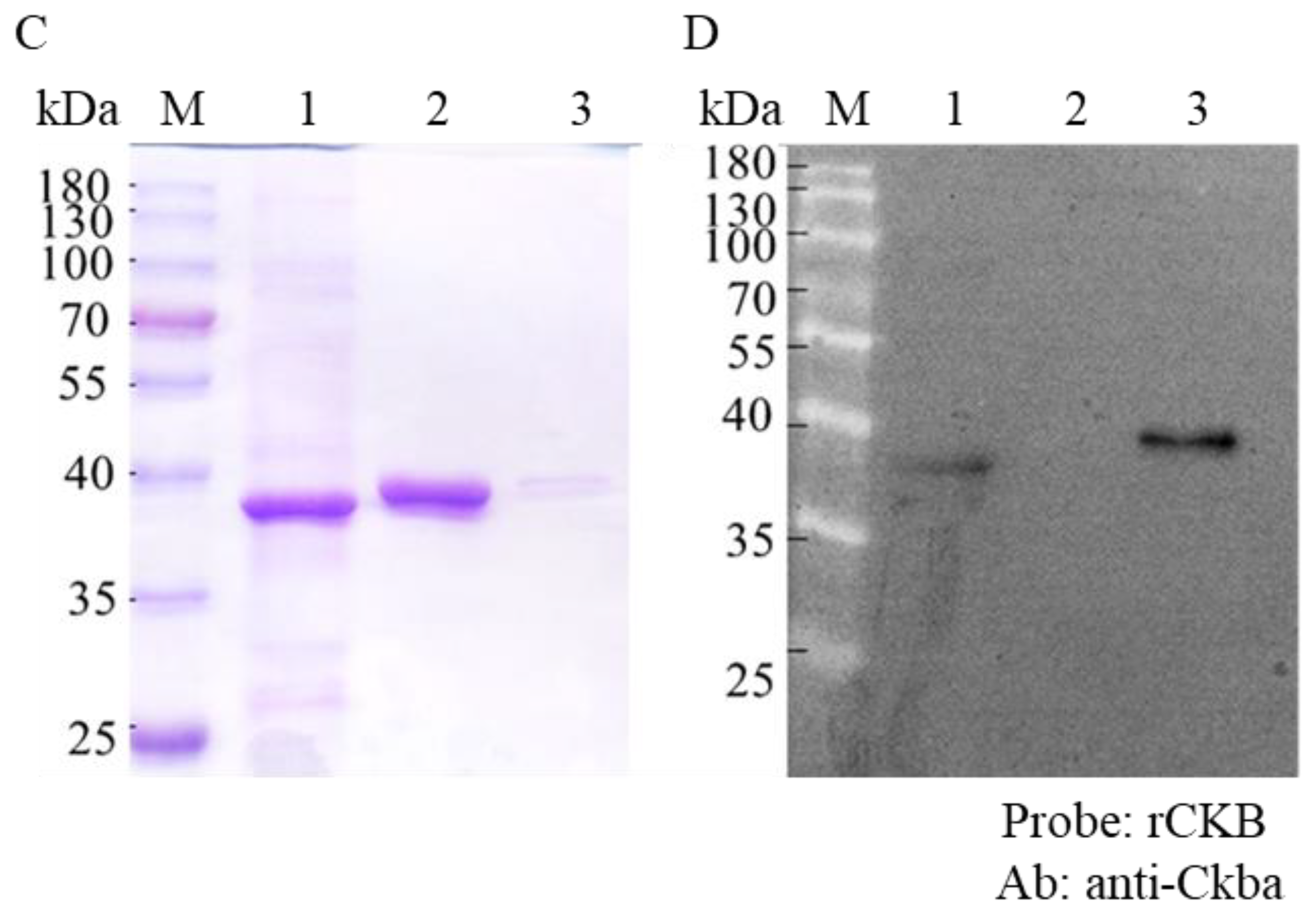 Viruses 12 00985 g003b Viruses 12 00985 g003b