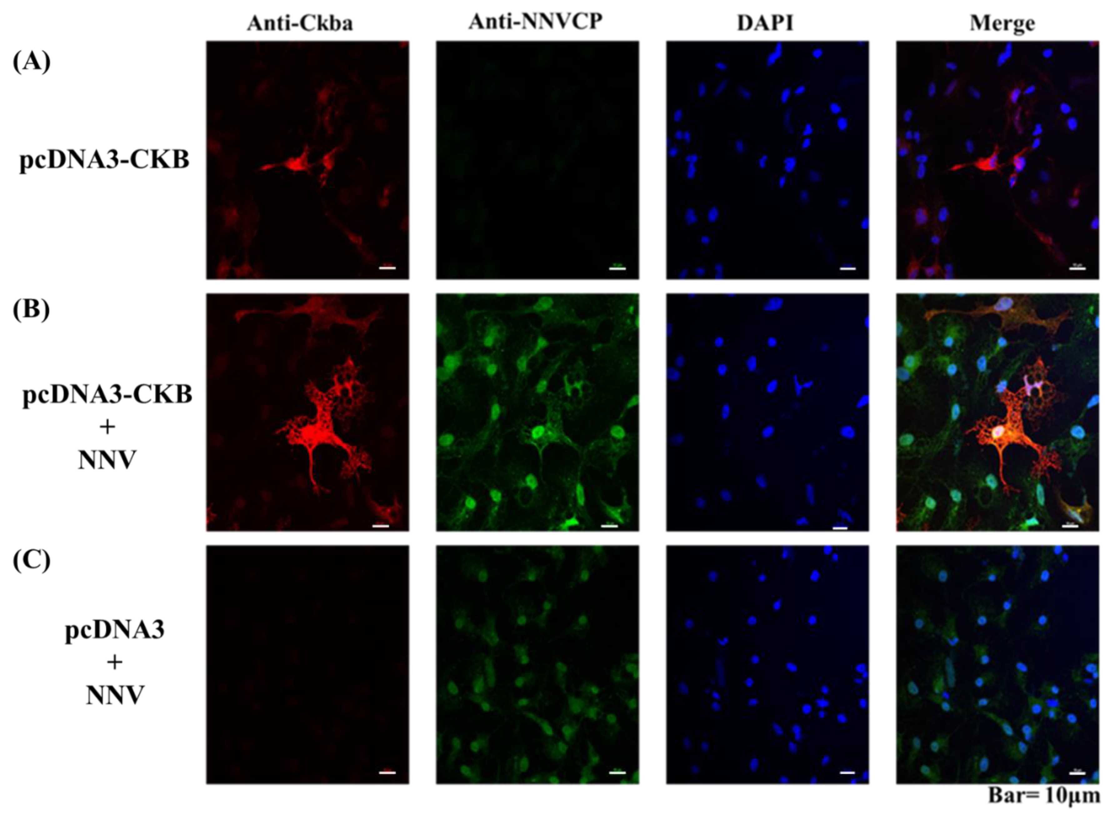 Viruses 12 00985 g004 Viruses 12 00985 g004