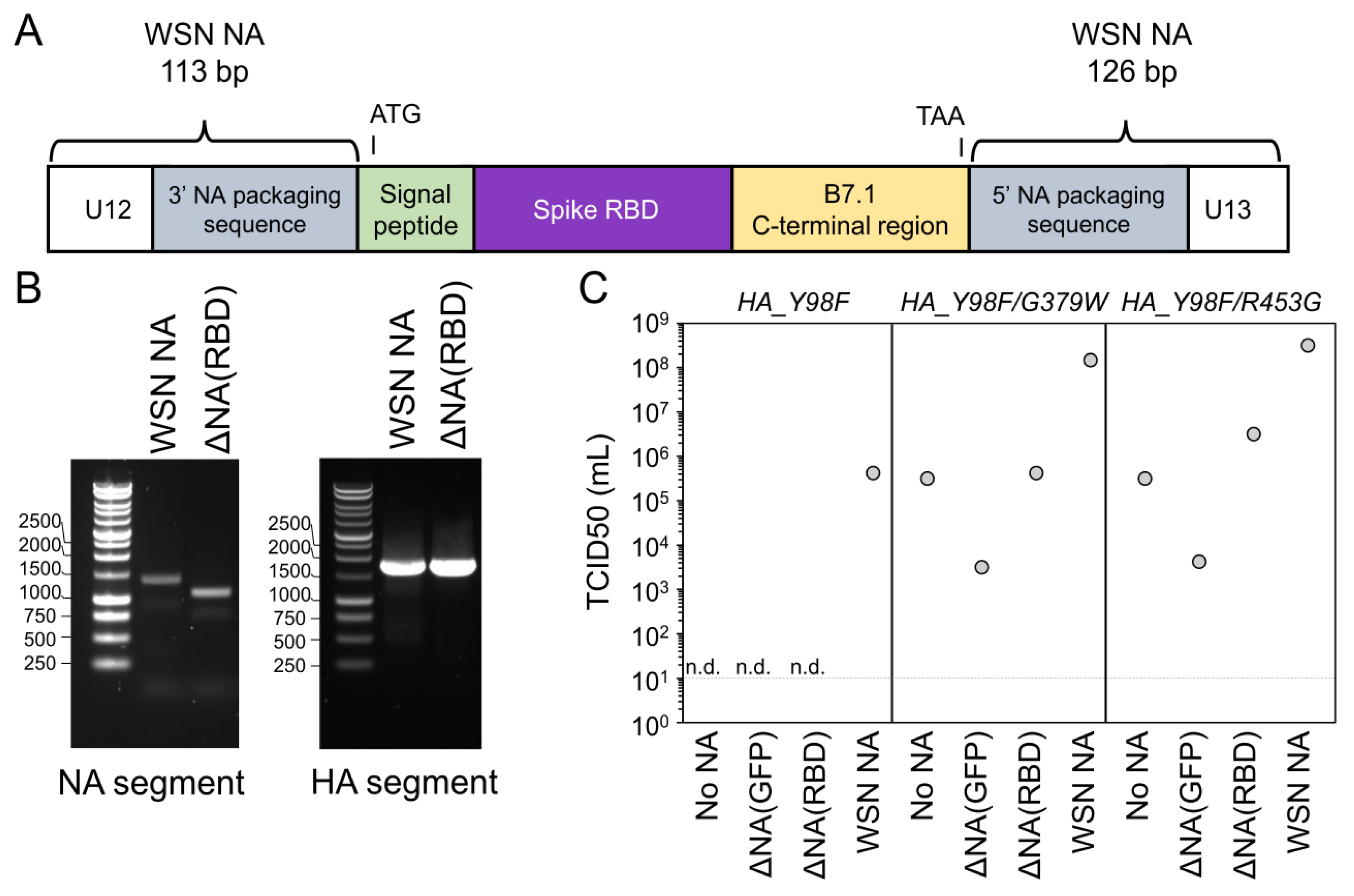 Viruses 12 00987 g001 Viruses 12 00987 g001