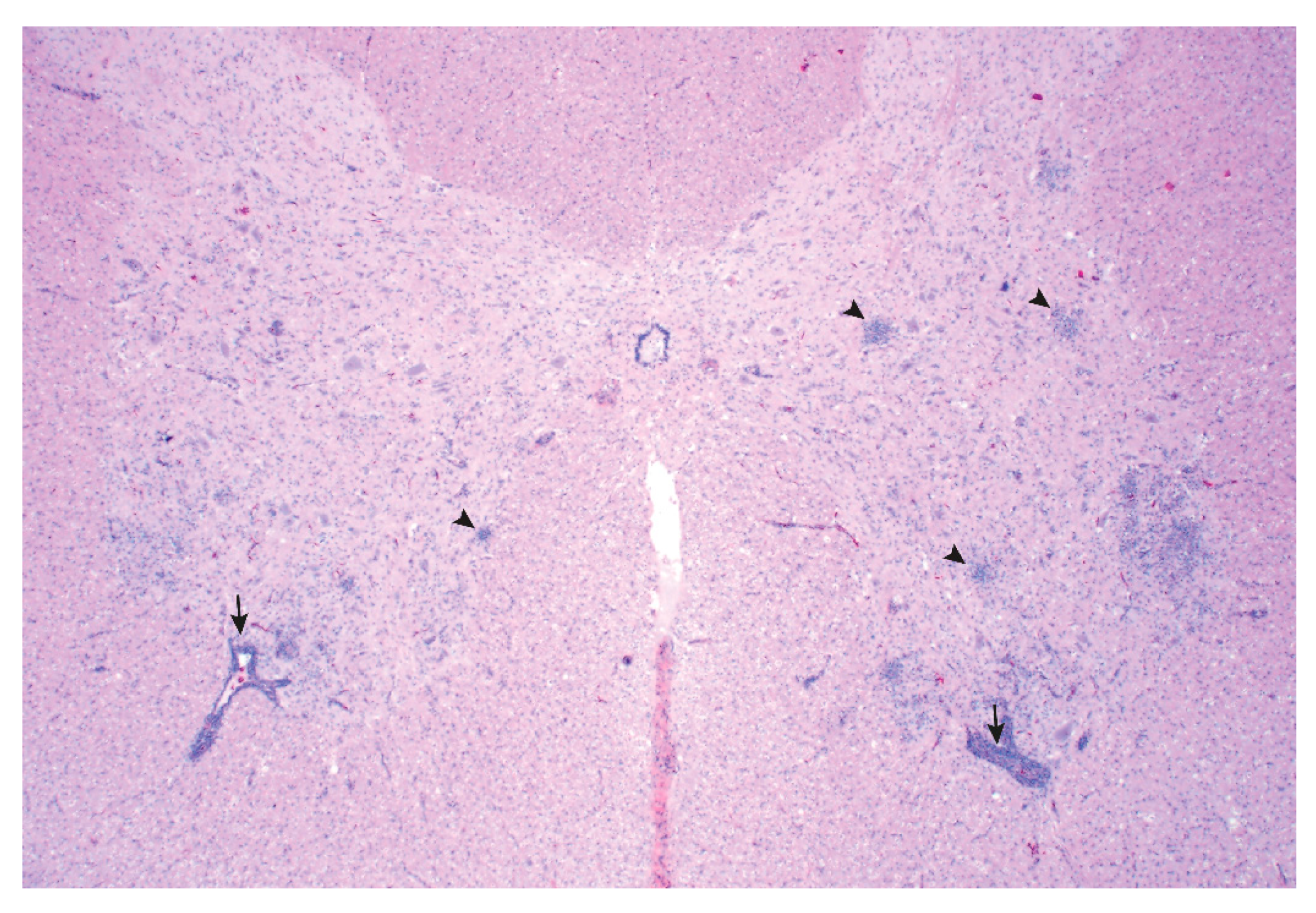 Viruses 12 00992 g002