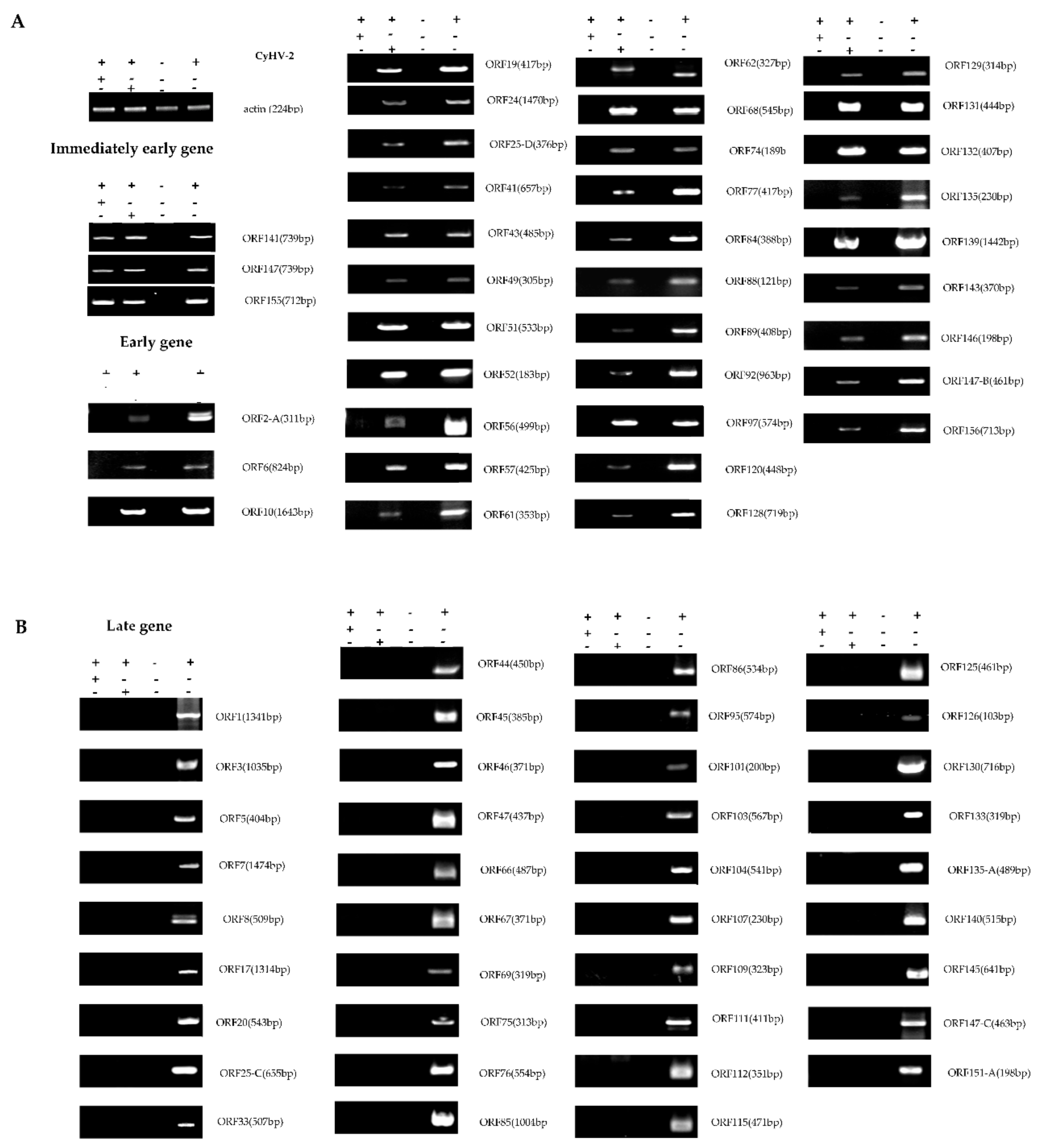 Viruses 12 00994 g007
