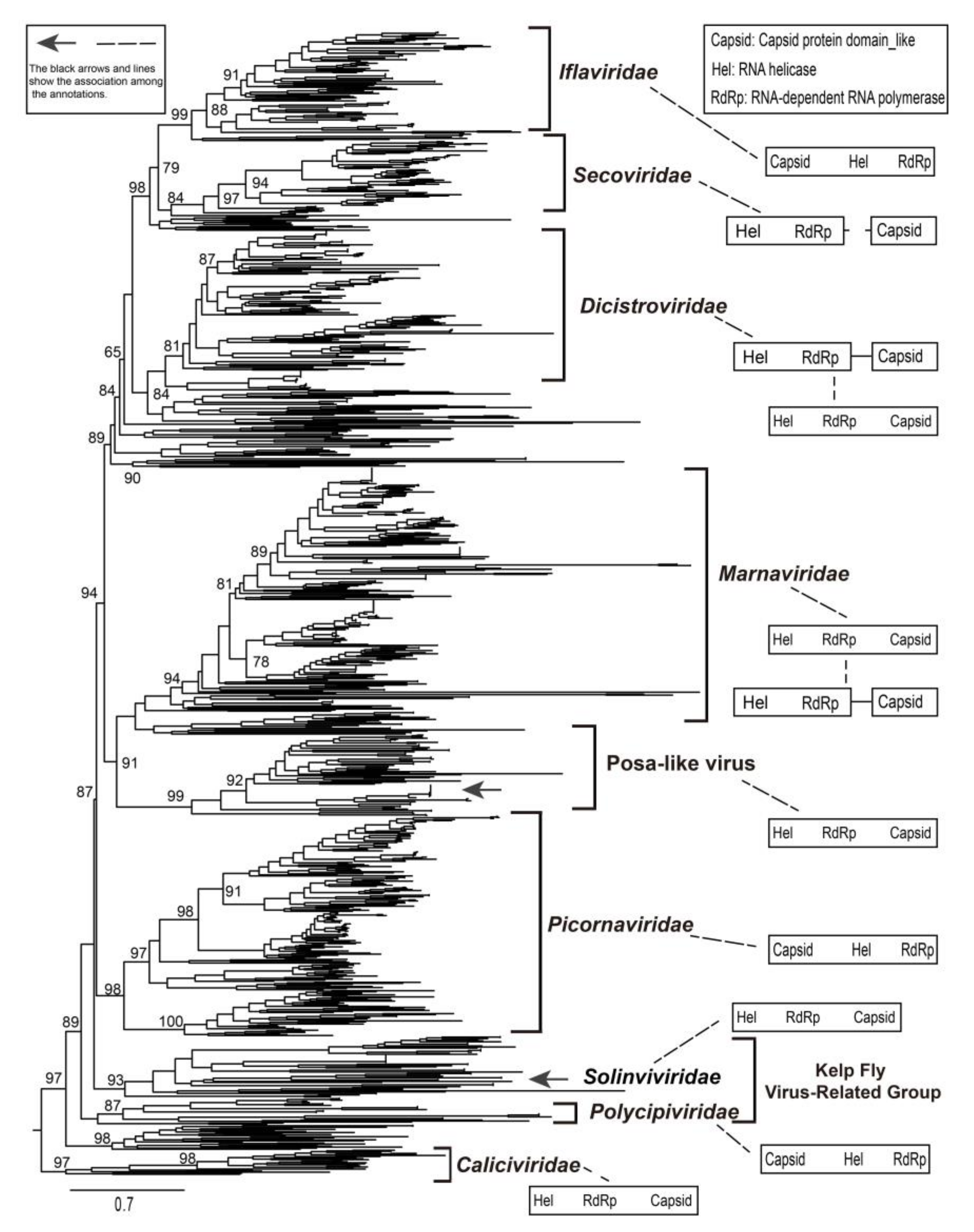 Viruses 12 00995 g004 Viruses 12 00995 g004