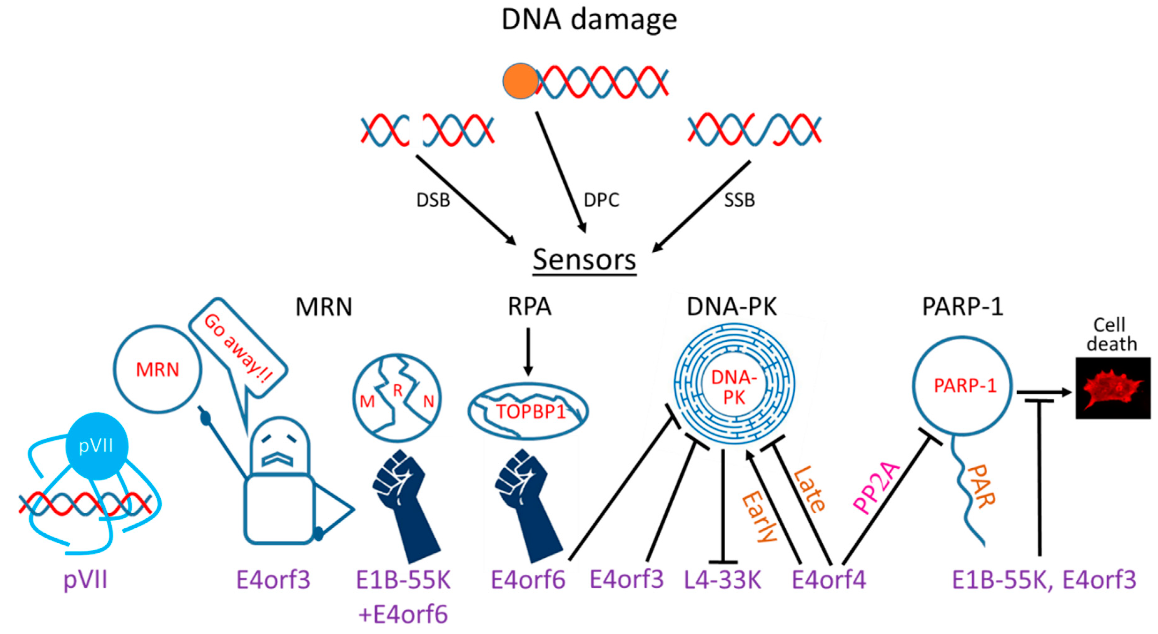 Viruses 12 00996 g001 Viruses 12 00996 g001