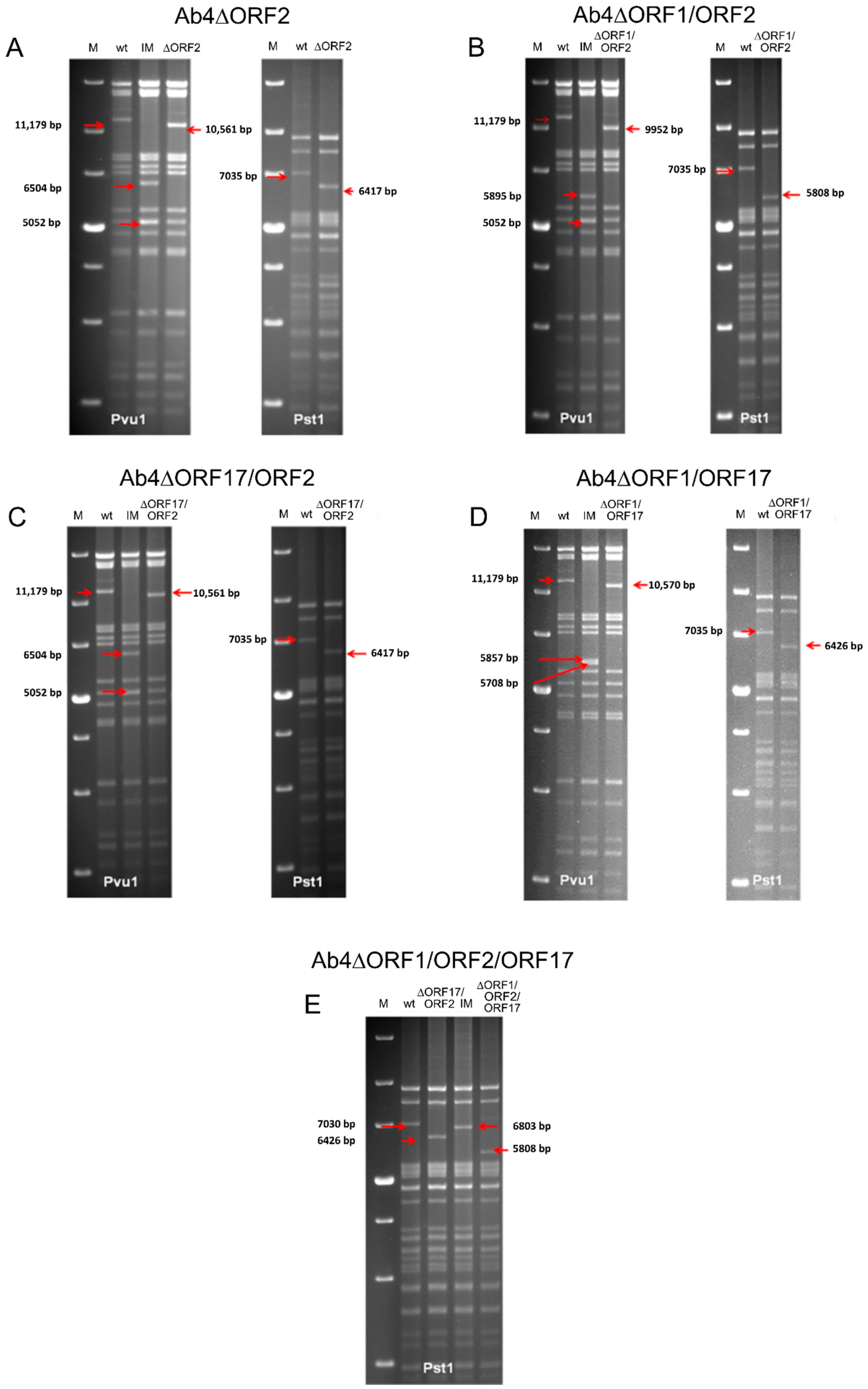 Viruses 12 00999 g001 Viruses 12 00999 g001