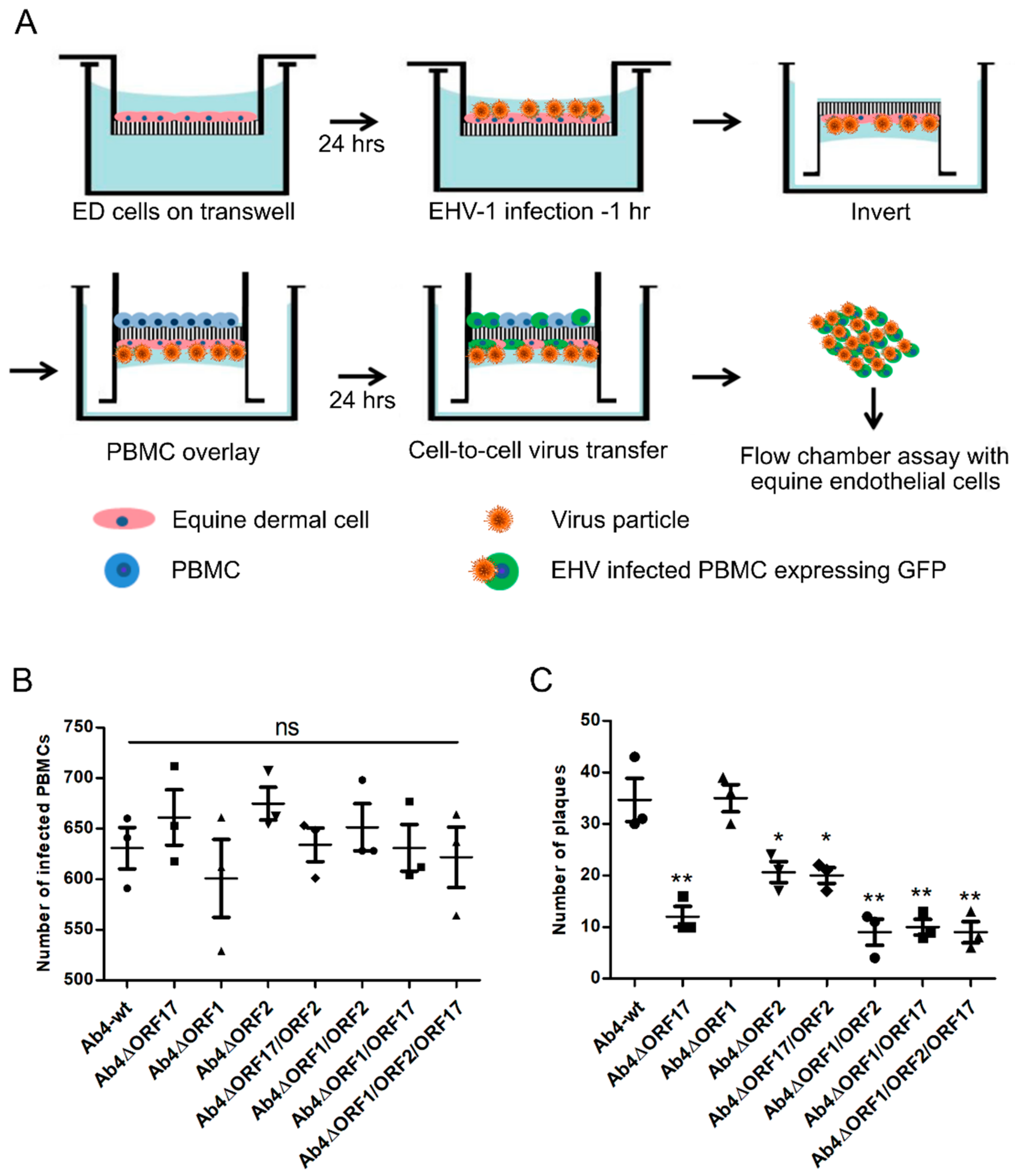 Viruses 12 00999 g005 Viruses 12 00999 g005
